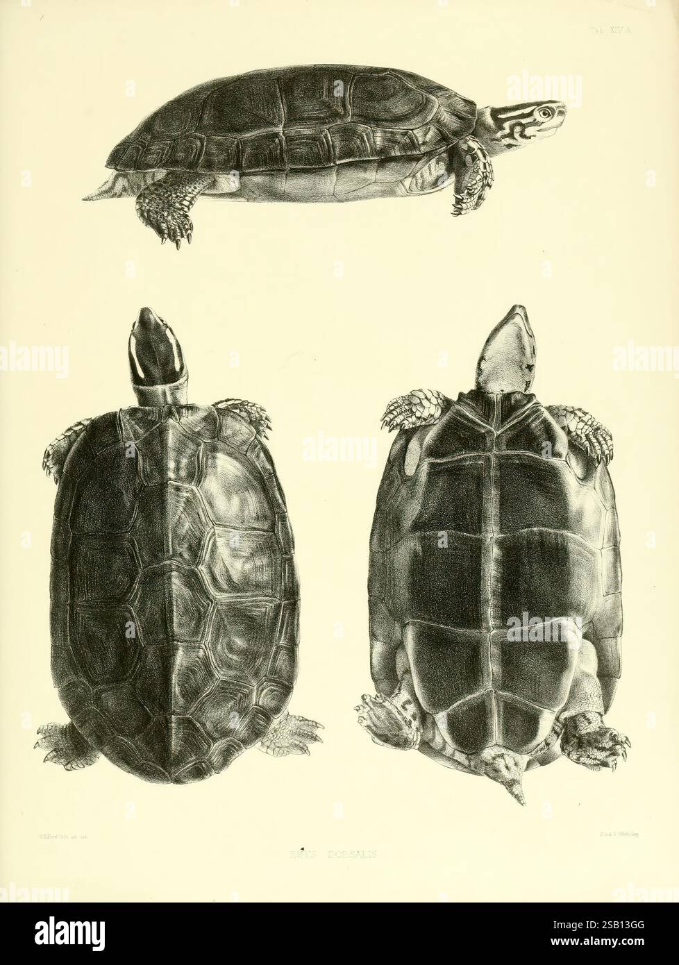 Katalog der Schildreptilien in der Sammlung des British Museum, London, 1855-1872. Amphisbaenia, Chelonia, Krokodile, England, London, Reptilien, Testudinidae, Schildkröten, Taxonomy Binomial, Emys dorsalis Science Day, diese Illustration zeigt drei detaillierte Darstellungen einer Schildkröte aus verschiedenen Perspektiven. Die erste Ansicht zeigt die dorsale Seite der Schildkröte und betont ihre harte Schale und ihre einzigartigen Muster. Die zweite Ansicht konzentriert sich auf die ventrale Seite und zeigt den weicheren Unterbauch und die charakteristische Anordnung seiner Gliedmaßen. Die dritte Perspektive zeigt das Profil der Schildkröte. Stockfoto