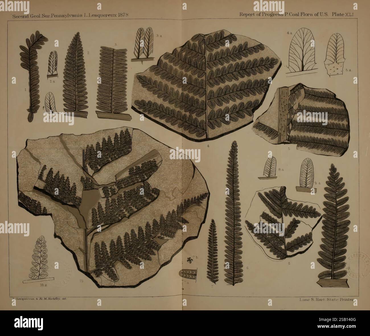 Beschreibung, von, Kohle, Flora, von, der, Karbon, Formation, in, Pennsylvania und, in allen Teilen, den Vereinigten Staaten, Harrisburg, Vorstand, der Kommissionsmitglieder, für die zweitens, geologisch, Survey, 1879-84, Pflanzen, Pennsylvania, Botanik, Fossilien, Karbon, Paläobotanik, Fossil, Geschichten, die Illustration zeigt eine Sammlung detaillierter botanischer Studien, die verschiedene fossile Farne aus den Coal Measures of the United States zeigen, insbesondere aus dem Jahr 1878. Jede Probe ist sorgfältig mit entsprechenden Nummern gekennzeichnet, die ihre Klassifizierung im Bericht angeben. Das Arrangieren Stockfoto