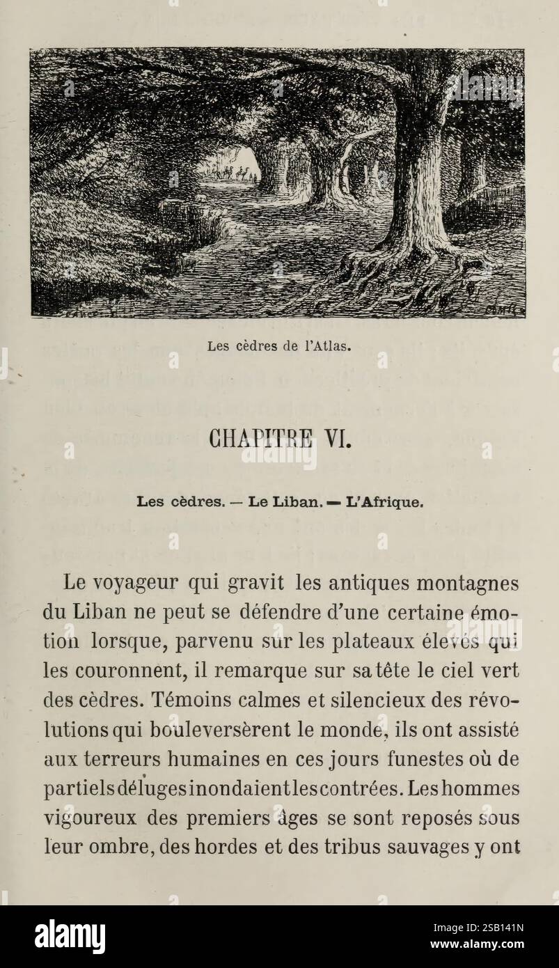 Les merveilles de la végétation, Paris, L. Hachette et cie, 1866, Botanik, Bäume, die Seite zeigt eine illustrierte Darstellung von Zedernbäumen, vermutlich aus den Bergregionen des Libanon. Der Text präsentiert Kapitel VI, das sich auf das Thema Zedern konzentriert, mit einer Erzählung, die die bedeutenden emotionalen und historischen Verbindungen zu diesen alten Bäumen hervorhebt. Die Beschreibung deutet auf eine Reise durch die Berge hin, die die Erfahrungen von Reisenden reflektiert, die auf das majestätische Laub und die kontrastierenden menschlichen Ängste unter der natürlichen Schönheit treffen. Das Kapitel enthält auch Hinweise auf Th Stockfoto