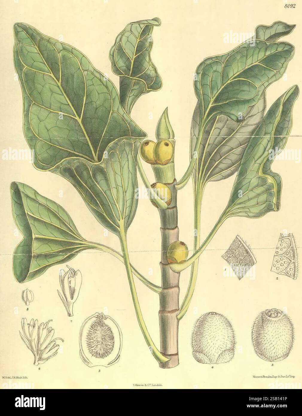 Curtis's Botanical Magazine London New York etc Botanische Illustration Botanik Zeitschriften Bildwerke Pflanzen Zierpflanzen Curtis, die Illustration zeigt eine detaillierte Darstellung einer Pflanze mit großen, breiten Blättern und einer Gruppe von kleinen, runden Früchten. Die Blätter, die sich durch ihre markante Aderung und gelappte Struktur auszeichnen, sind symmetrisch um den Stiel angeordnet. Neben der Hauptpflanze bieten mehrere kleinere Illustrationen einen Einblick in die Fortpflanzungsstrukturen der Pflanze, einschließlich Blüten und Querschnitten der Frucht, die ihre botanischen Merkmale hervorheben. Jedes Element ist akribisch Stockfoto