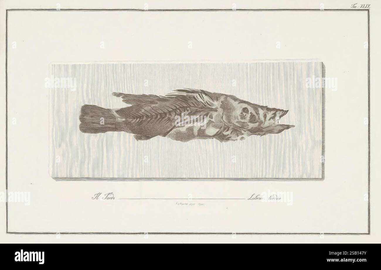 Ittiolitologia veronese del Museo Bozziano, Verona, Dalla Stamperia Giuliari, MDCCXCVI-[1809], die Abbildung zeigt eine detaillierte Darstellung eines Fisches, wobei seine Besonderheiten wie die Skalen, Flossen und die komplizierte anatomische Struktur deutlich werden. Der Fisch ist horizontal ausgerichtet und erfasst das Wesen seiner Form präzise. Unterhalb der Abbildung ist der Text auf den Titel oder das Thema hingewiesen, was auf eine Konzentration auf diese spezielle Art hindeutet. Der Hintergrund ist minimal, hebt das Profil des Fisches hervor und hebt die handwerkliche Kunst der Darstellung hervor, während gleichzeitig der künstlerische Stil des Th vermittelt wird Stockfoto