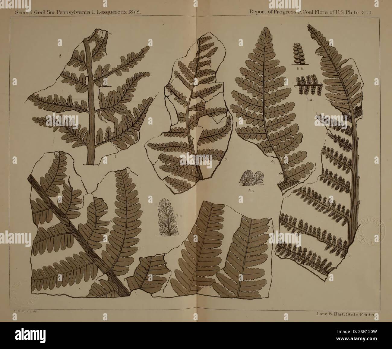Beschreibung der Kohleflora der Carbonformation in Pennsylvania und in den Vereinigten Staaten Harrisburg Board of Commissioners for the Second Geological Survey 1879-84 Plants Pennsylvania Botany Fossils Carboniferous Paleobotany Fossils diese Illustration zeigt verschiedene Farnarten, die sorgfältig angeordnet und für botanische Studien markiert sind. Jedes Exemplar zeigt komplizierte Details der Fronds mit unterschiedlichen Formen und Größen, die die Vielfalt der Farnmorphologie hervorheben. Die Linienführung betont die empfindlichen Strukturen der Blätter, während Beschriftungen für Scie sorgen Stockfoto