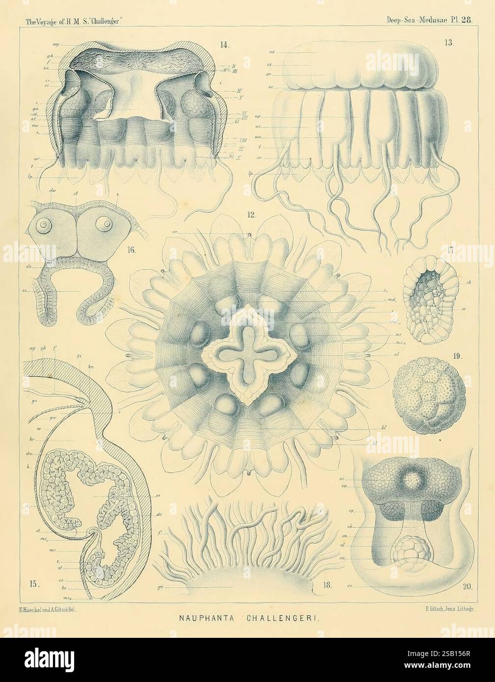 Monographie der Medusen, Jena, G. Fischer, 1879-1881, Nauphantachallengeri, eine illustrierte Studie über verschiedene Arten von Meereslebewesen, insbesondere die Art *Naupatha Challerii*. Das Arrangement umfasst komplexe Darstellungen von Quallen und verwandten Organismen, die ihre anatomischen Merkmale hervorheben. Jeder beschriftete Abschnitt bietet detaillierte Darstellungen von Strukturen wie Tentakeln, Glockenformen und Zellformationen. Die Illustrationen betonen die einzigartigen Texturen und Formen dieser Kreaturen und tragen zum Verständnis ihrer Biologie und Ökologie bei. Insgesamt Stockfoto