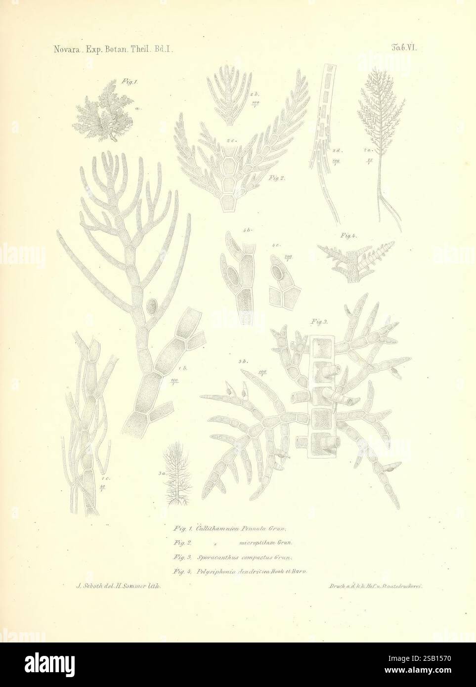 Reise der österreichischen Fregatte Novara Wien Kaiserlich 1861–75 zeigt die Illustration eine Sammlung botanischer Studien mit verschiedenen Farnarten und ihren komplexen Strukturen. Jede Figur ist akribisch beschriftet und zeigt verschiedene Aspekte der Pflanzen, wie z. B. Wedel, Blattmuster und Fortpflanzungsmerkmale. Oben links ist eine detaillierte Zeichnung des „Rhizomatum Pindatum“ zu sehen, während andere Abbildungen die Morphologie verschiedener Farne veranschaulichen und eine wissenschaftliche Darstellung ihrer einzigartigen Eigenschaften und ihrer Klassifizierung bieten. Diese visuelle Zusammenstellung dient als Wertpapier Stockfoto