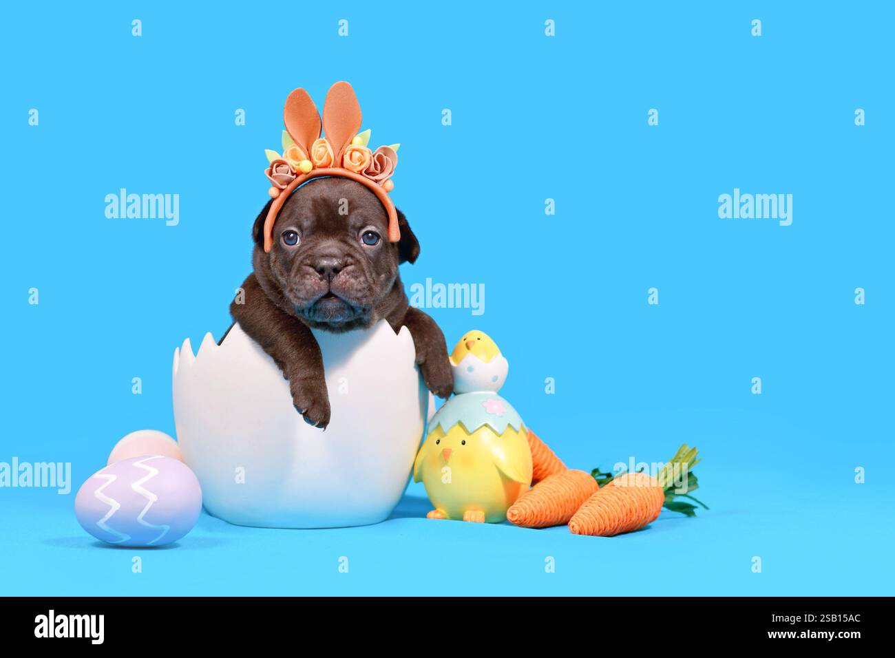 Französischer Bulldog Hund Welpe mit Osterhasenohren mit sitzend in Eierschale auf blauem Hintergrund Stockfoto
