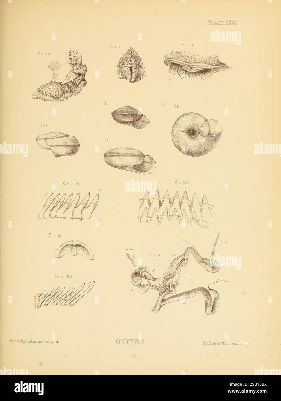 Land- und Süßwassermollusca in Indien, London, Taylor and Francis, 1882, Asien, Indien, Mollusks, Muscheln, diese visuelle Darstellung zeigt eine Sammlung komplizierter Meeresorganismen und ihre anatomischen Merkmale. Oben sind verschiedene Schalentypen dargestellt, darunter verschiedene Formen von Weichtieren, die ihre einzigartigen Formen und Texturen hervorheben. Unten zeigt eine detaillierte Abbildung eines Ammoniits seine gewickelte Schalenstruktur, die die unterschiedlichen Kammern betont. Weiter unten verlagert sich der Fokus auf eine Reihe von gestreckten Anhängen oder Klauen, möglicherweise von Krabben oder ähnlichen Krebstieren, die ein g liefern Stockfoto