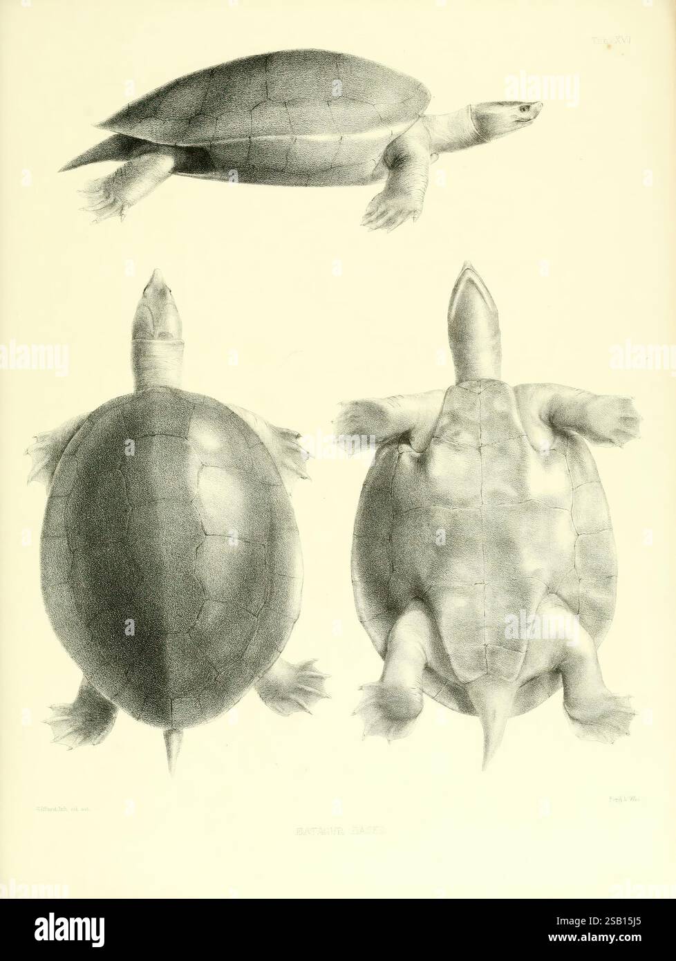 Katalog, von, Schild, Reptilien, in, die, Sammlung, von, die, Britisch, Museum, London, 1855-1872, England, London, Schildkröten, Reptilien, Krokodile, Testudinidae, Amphisbaenia, Kataloge, und, Sammlungen, Chelonia, Gattung, diese Abbildung zeigt drei Ansichten einer Schildkröte. In der Ansicht oben links wird die Schildkröte von oben angezeigt, wobei die abgerundete Schale mit einer glatten Textur und subtilen Markierungen hervorgehoben wird. Die obere rechte Perspektive zeigt die Schildkröte aus einem seitlichen Winkel und betont ihre stromlinienförmige Form und den langen Hals. Die untere Ansicht zeigt die Schildkröte von unten und zeigt die flachere darunter Stockfoto