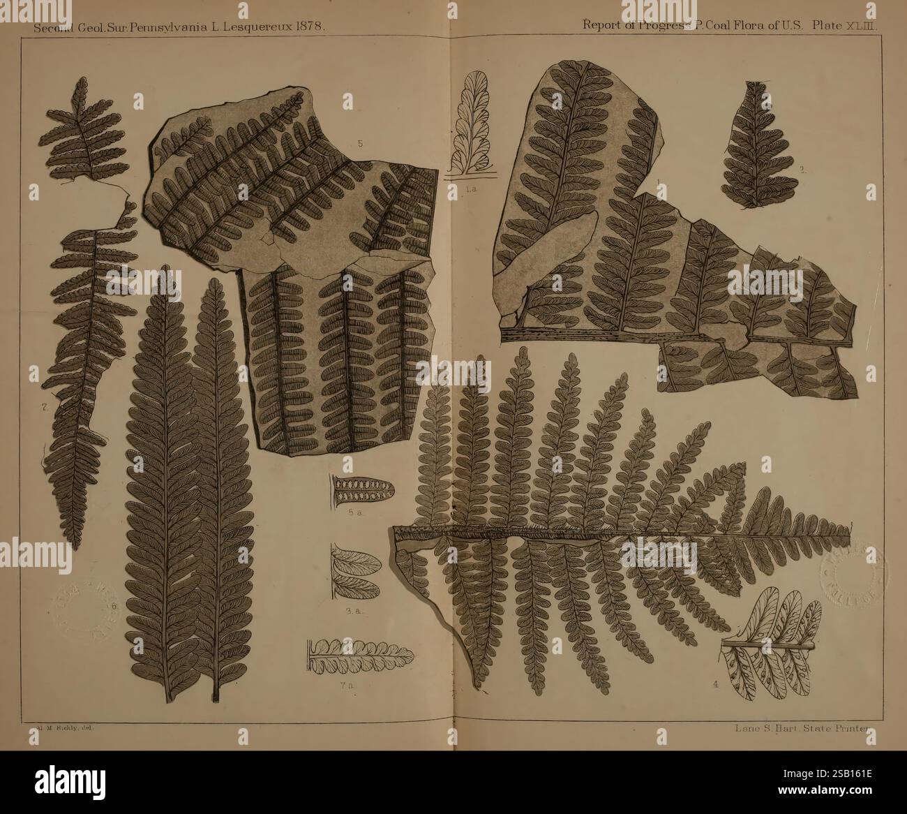 Beschreibung, von, Kohle, Flora, von, der, Karbon, Formation, in, Pennsylvania und, im gesamten, United, Staaten, Harrisburg, Vorstand, of, Kommissare, für die, zweite, geologische, Erhebung, 1879-84, Pflanzen, Pennsylvania, Botanik, Fossilien, Karbon, Paläobotanik, Fossilien, Geschichten, die Illustration zeigt eine Sammlung detaillierter botanischer Studien mit verschiedenen Farnblättern. Jeder Farn ist akribisch gerendert und zeigt komplizierte Muster von Wedel und Flugblättern. Die Farne sind mit Nummern versehen, die der jeweiligen Spezies oder Sorte entsprechen und ein System angeben Stockfoto