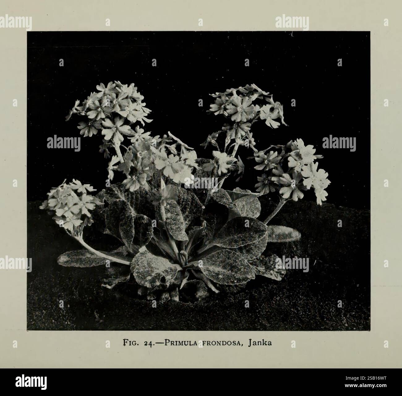 Journal of the Royal Horticultural Society of London, London, gedruckt für die Royal Horticultural Society von Spottiswoode & Co, Botanik, Obstkultur, Gartenbau, Zeitschriften, Gesellschaften tuinbouw, tuinen, tuinieren, Eine Nahaufnahme einer Gruppe von zarten Blumen, die sich durch ihre leuchtenden Blütenblätter und üppigen grünen Blätter auszeichnen. Das Arrangement zeigt mehrere Blüten, von denen einige vollständig geöffnet und andere in verschiedenen Phasen der Blüte sind. Das Laub wirkt strukturiert, was der Komposition Tiefe verleiht, während die Gesamtszene vor einem kontrastierenden Hintergrund gesetzt wird, der den visuellen Eindruck verstärkt Stockfoto