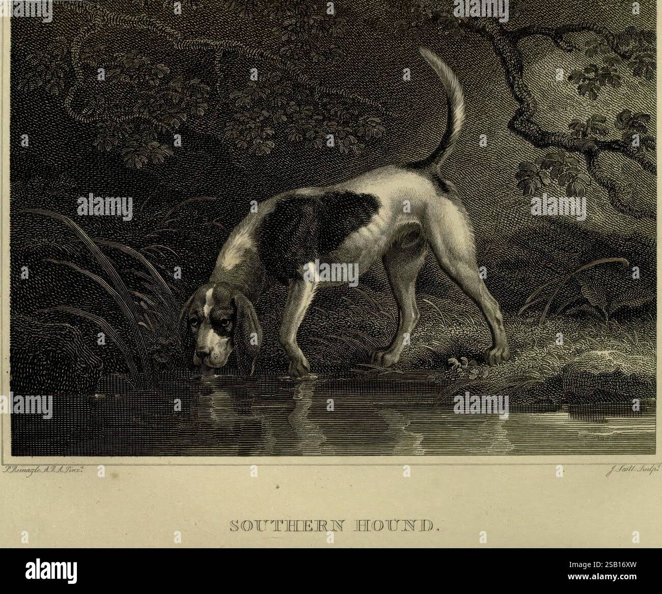 Das Sportsman's Repositorium London, Henry G. Bohn, 1845, Hunde, Pferde, Bildwerke, Bilder, Illustrationen, Philip Reinagle, John Scott, canis Lupus familiaris, Southern Hound, Ein Southern Hound steht anmutig am Rand eines ruhigen Gewässers, dessen schlankes Fell eine charakteristische Farbmischung aufweist. Der Hund mit seinem scharfen Ausdruck scheint die Wasseroberfläche zu trinken oder zu beobachten, und strahlt einen Hauch von Wachheit und Neugier aus. Um den Hund herum gibt es üppige Vegetation und Bäume, die eine natürliche Kulisse bieten, die die Schönheit der Szene unterstreicht. Die detaillierte Gravur Captu Stockfoto