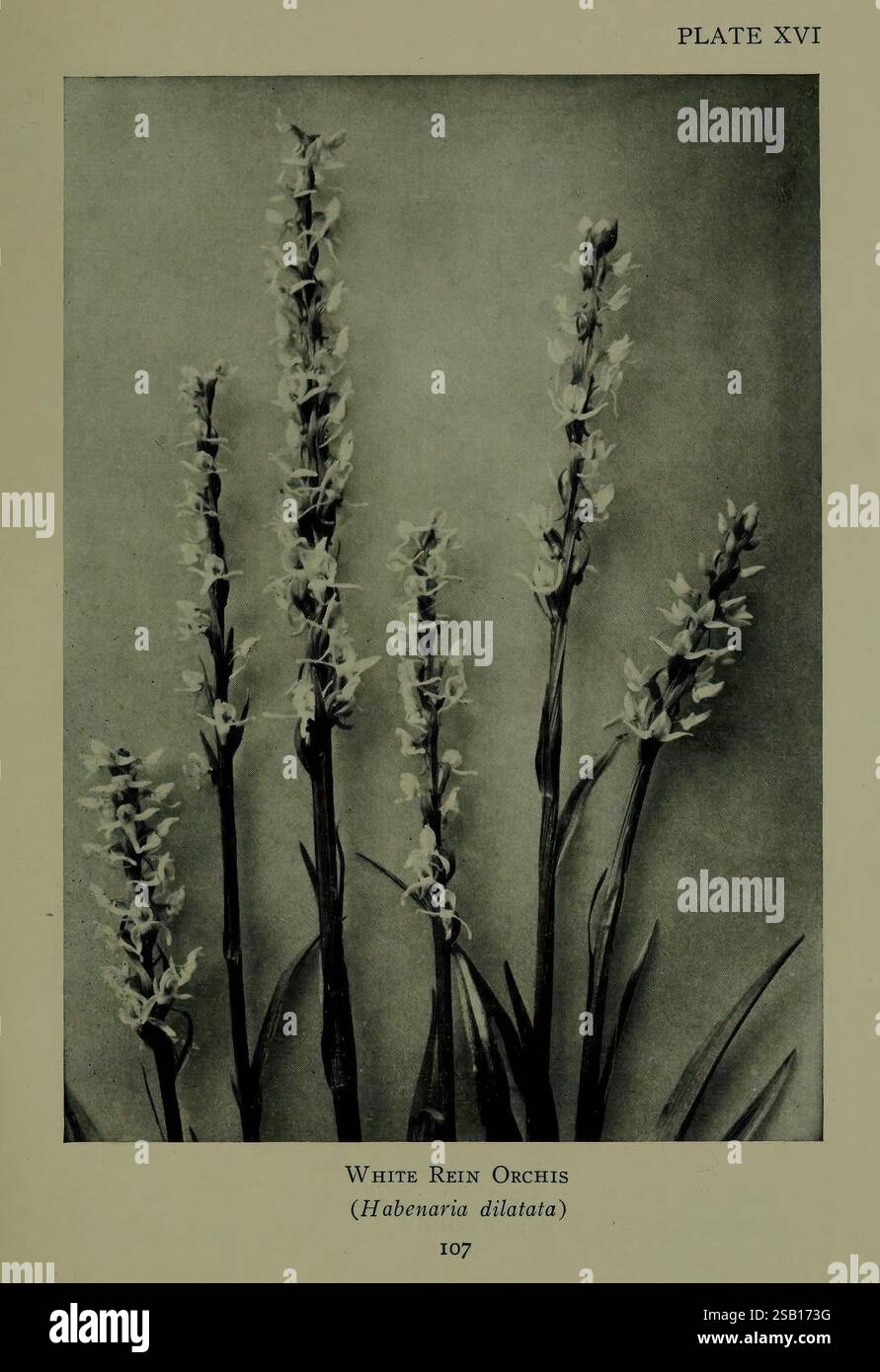 Wild, Blumen, Berg, Pflanzen, Norden, Amerika, Wildblumen, New York, R.M. McBride, 1915. eine Sammlung von zarten weißen Blumen, bekannt als White rein Orchis (Habenaria dilatata), wird hervorgehoben gezeigt. Das Blumenarrangement besteht aus mehreren hohen Stielen, von denen jeder mit feinen, weißen Blüten verziert ist, die sich anmutig nach oben hin verjüngen. Die Blätter sind gestreckt und leicht geschwungen, umrahmen die Blüten und betonen ihre Eleganz. Diese botanische Darstellung fängt die komplizierten Details der Blumen ein und zeigt ihre einzigartige Form und Struktur, während die weichen Übergänge in Tönen Stockfoto