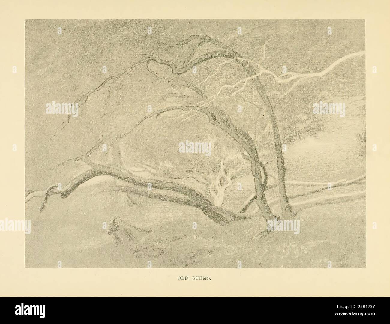 British, Trees, London, Hutchinson, 1907, Grossbritannien, Trees, die Komposition zeichnet sich durch ein kompliziertes Netz von verwindenden Linien und Formen aus, die den komplexen Formen natürlicher Elemente wie Baumwurzeln oder Flusszuflüssen ähneln. Die Textur ist reichhaltig, mit unterschiedlichen Dichten, die ein Gefühl von Tiefe und Bewegung erzeugen. Das Zusammenspiel von Licht und Schatten verbessert das organische Gefühl des Designs und lädt den Betrachter ein, die fließenden Muster und subtilen Details zu erkunden, die eine Verbindung zur natürlichen Welt herstellen. Diese künstlerische Darstellung fängt die Eleganz und Komplexität organischer Strukturen ein Stockfoto