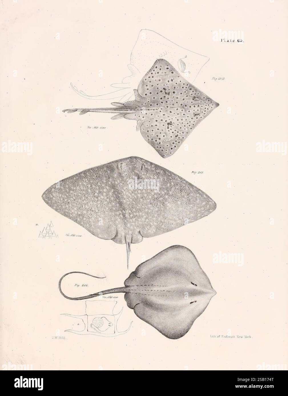 Zoology of New York, Albany, W. & A. White & J. Visscher, 1842-44, Natural History, New York State, Zoology, die Abbildung zeigt eine Reihe von drei verschiedenen Strahlenarten, die jeweils detailliert und technisch dargestellt werden. Der oberste Strahl weist ein gepunktetes Muster auf, das seine einzigartige Textur hervorhebt. Der mittlere Strahl zeigt eine glatte, stromlinienförmige Form, die seine elegante Form unterstreicht, während der untere Strahl einen breiteren, flacheren Körper mit bemerkenswerten Details in der anatomischen Darstellung zeigt. Jede Probe ist mit wissenschaftlichen Beschriftungen versehen, die einen Einblick in das geben Stockfoto