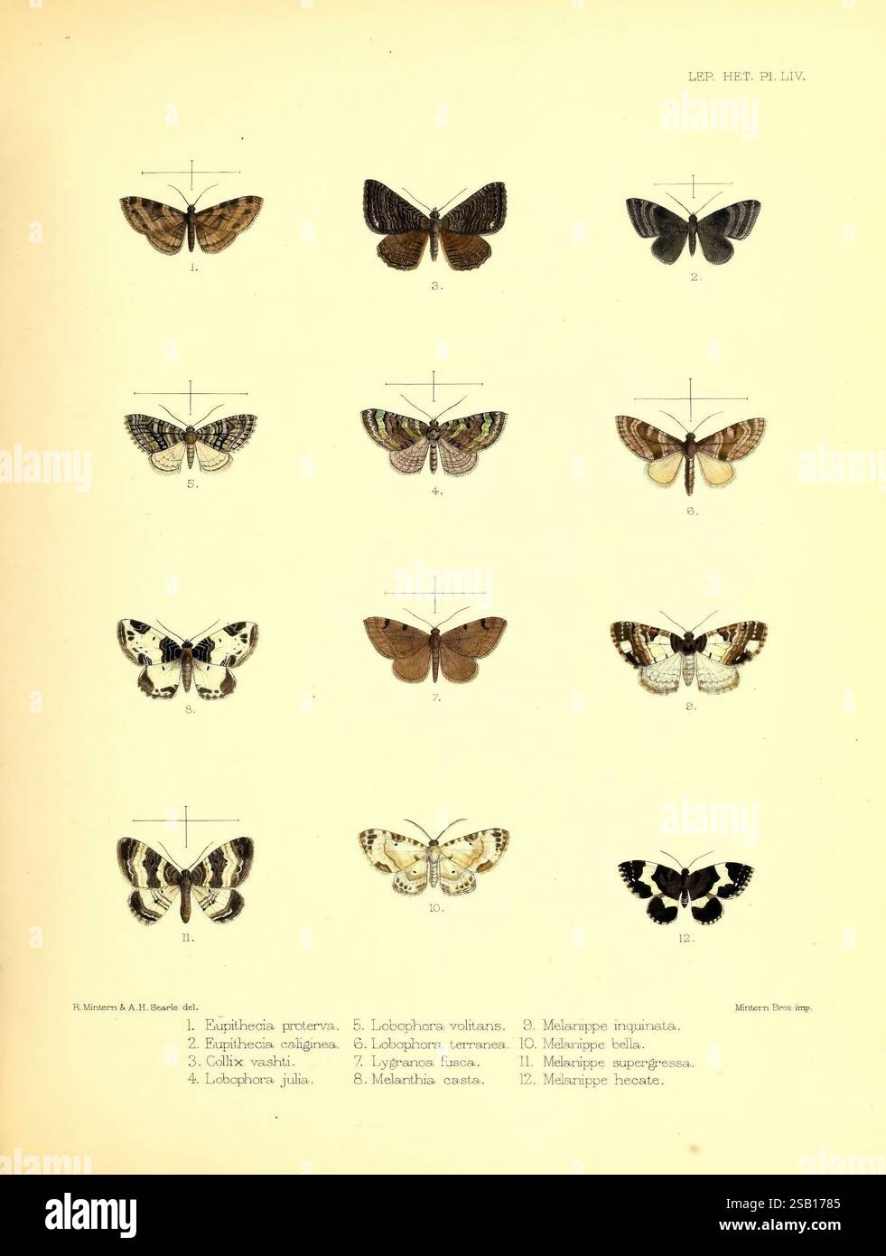 Abbildungen, von, typisch, Exemplaren, von, Lepidoptera, Heterocera, in, die, Sammlung, the, British Museum, London, 1877-93, die Abbildung zeigt eine Sammlung verschiedener Schmetterlingsarten, die in einem Gitterformat angeordnet sind. Jedes Exemplar ist akribisch detailliert und hebt einzigartige Flügelmuster, Farben und Formen hervor. Die Schmetterlinge sind nummeriert, mit entsprechenden Etiketten, die ihre wissenschaftlichen Namen angeben. Die Vielfalt in Design und Morphologie spiegelt die Schönheit der Lepidopterenvielfalt wider, mit Variationen, die von symmetrischen Mustern bis hin zu deutlicher Färbung über die Flügel reichen. Diese Anzeige Stockfoto