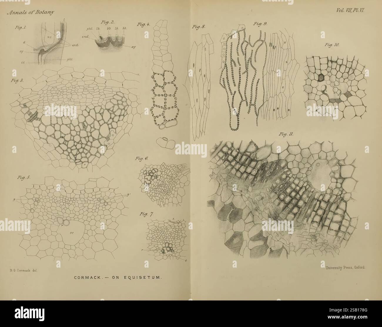 annals-of-botany-london-botany-periodicals-plants-zeigt-diese