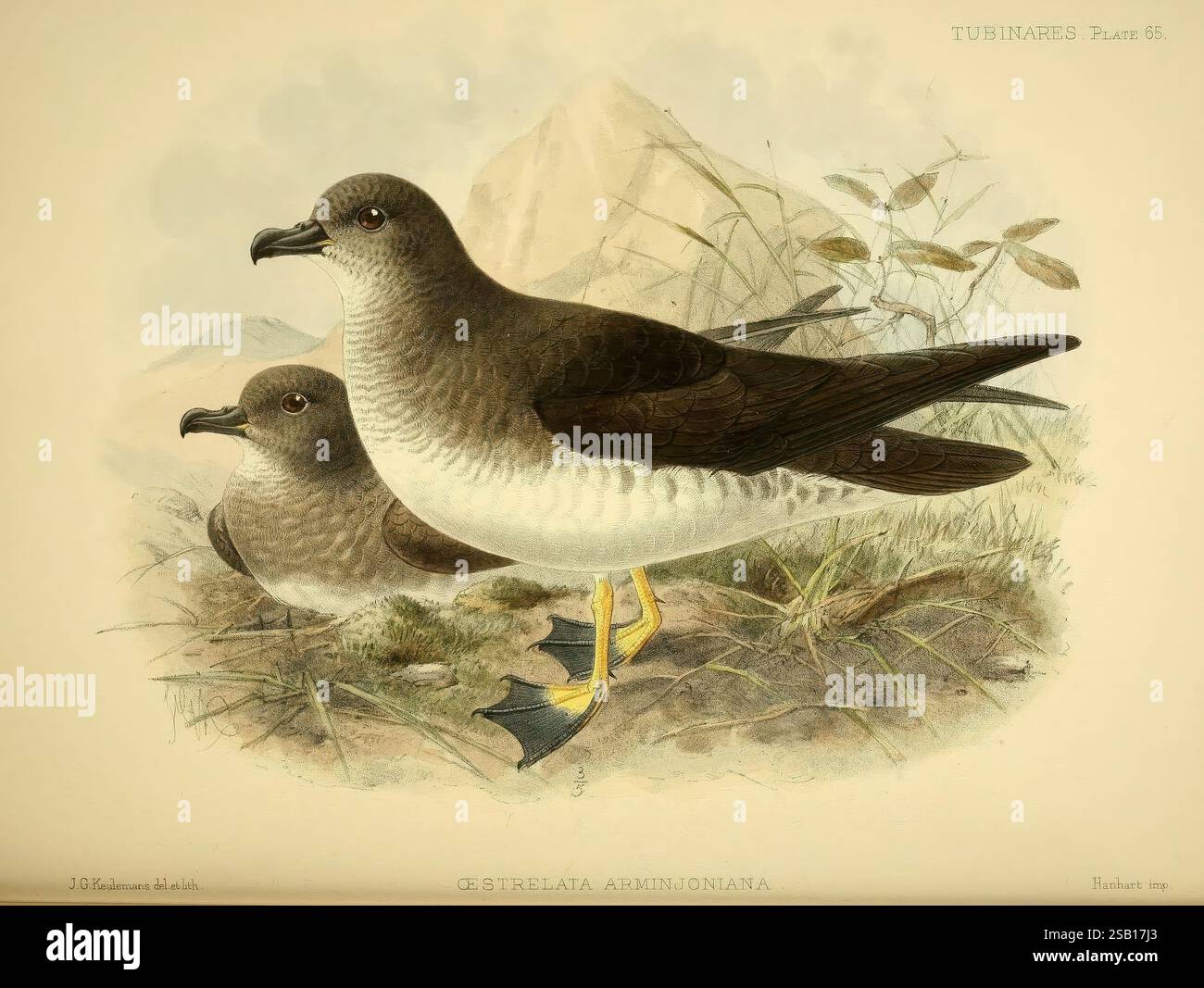 A Monograph of the Petrels (Order Tubinares), London, Witherby & Co, 1907-1910, Petrels, Vögel, die Abbildung zeigt zwei Seevögel, die für ihre anmutige Präsenz an den Küstenregionen bekannt sind. Ein Vogel steht im Vordergrund und zeigt einen schlanken Körper mit Braun- und Grautönen, ergänzt durch markante gelb-orangene Füße. Die abgerundeten Flügel und der markante Schirm betonen die Anpassung an das Leben über dem Ozean. Der zweite Vogel, der etwas kleiner ist, befindet sich in der Nähe und weist eine ähnliche Färbung und physische Merkmale auf. Zarte Gräser und kleine Felsformationen im Backgr Stockfoto A Monograph of the Petrels (Order Tubinares), London, Witherby & Co, 1907-1910, Petrels, Vögel, die Abbildung zeigt zwei Seevögel, die für ihre anmutige Präsenz an den Küstenregionen bekannt sind. Ein Vogel steht im Vordergrund und zeigt einen schlanken Körper mit Braun- und Grautönen, ergänzt durch markante gelb-orangene Füße. Die abgerundeten Flügel und der markante Schirm betonen die Anpassung an das Leben über dem Ozean. Der zweite Vogel, der etwas kleiner ist, befindet sich in der Nähe und weist eine ähnliche Färbung und physische Merkmale auf. Zarte Gräser und kleine Felsformationen im Backgr Stockfoto
