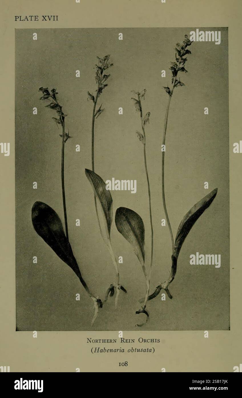 Wilde Blumen der nordamerikanischen Berge, New York, R.M. McBride, 1915, Bergpflanzen, Nordamerika, Wildblumen, Eine botanische Illustration, die mehrere Stämme der nördlichen reine Orchis (Habenaria obtusata) zeigt. Jeder Stamm zeigt Gruppen von zarten, kleinen weißen Blüten, die sich über breiten, langen grünen Blättern befinden. Die Anordnung unterstreicht die schlanke, aufrechte Beschaffenheit der Stängel und die charakteristische Form der Blätter, wodurch diese Orchideenart klar dargestellt wird. Insbesondere enthält die Abbildung ein Etikett, das den gebräuchlichen Namen und die wissenschaftliche Klassifizierung der Pflanze kennzeichnet Stockfoto