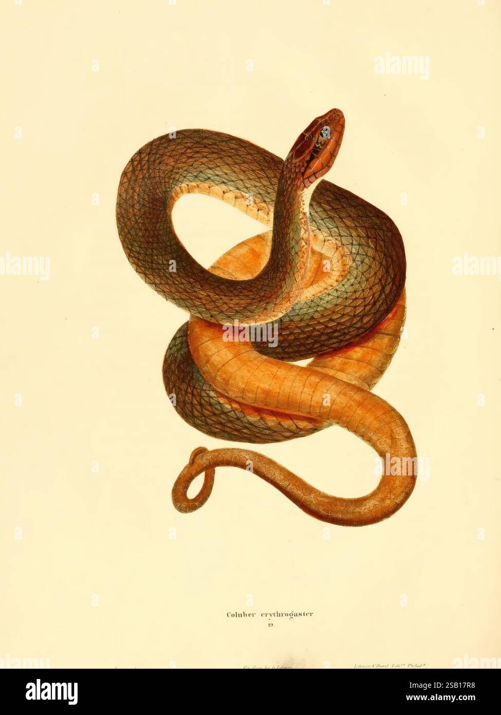 Nordamerikanische Herpetologie, Philadelphia, J. Dobson, 1836-1840, Amphibien, Reptilien, USA, Coluber Erythrogaster, J. Sera, das Bild zeigt eine wunderschön detaillierte Abbildung einer Schlange, die sich durch ihre geschwungene Form und ihre lebendige Farbe auszeichnet. Die Schlange verfügt über einen schlanken Körper mit überlappenden Schuppen, der einen Farbverlauf von goldbraunen bis zu weicheren Tönen entlang des Unterbauches aufweist. Sein Kopf ist deutlich geformt, mit hervorstehenden Augen und einer leicht erhöhten Haltung, die der Gesamtdarstellung ein Gefühl der Wachheit verleiht. Der Hintergrund ist ein sanfter, neutraler Farbton, der sich aufhellt Stockfoto