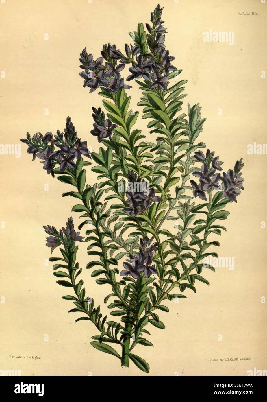 Paxtons Blumengarten London Bradbury and Evans 1850-1853, diese Abbildung zeigt eine lebhafte Ansammlung blühender Pflanzen, die sich durch langgezogene, schmale Blätter und dichte Spitzen aus violetten Blüten auszeichnen. Die Blätter weisen einen satten grünen Farbton mit einer glatten Textur auf, die in einem wechselnden Muster entlang der Stiele angeordnet ist. Die markanten Blüten mit ihren tiefvioletten Blüten bilden einen auffälligen Kontrast zum Laub und zeigen komplizierte Details in Form und Anordnung. Dieser botanische Putz fängt die Eleganz der natürlichen Form der Pflanze ein und zelebriert ihre ästhetische Schönheit und ihre biologischen Eigenschaften. Stockfoto