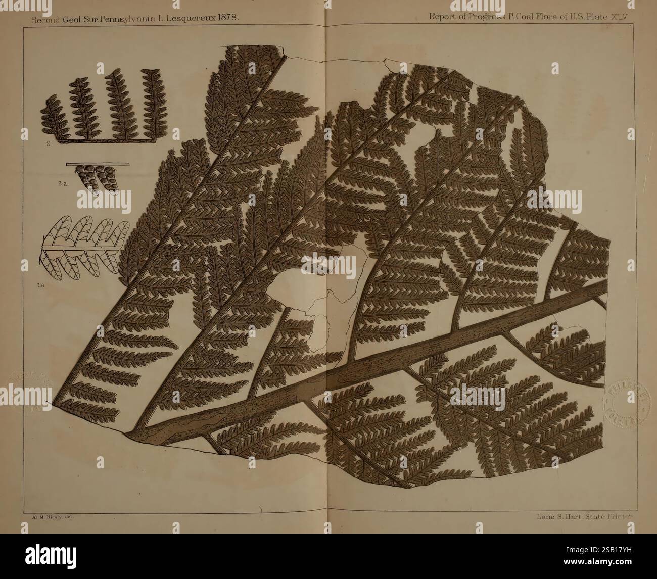 Beschreibung, von, Kohle, Flora, von, der, Karbon, Formation, in, Pennsylvania und, im gesamten, United, Staaten, Harrisburg, Vorstand, of, Kommissare, für die, zweite, geologische, Erhebung, 1879-84, Pflanzen, Pennsylvania, Botanik, Fossilien, Karbon, Paläobotanik, Fossilien, Geschichten, das Bild zeigt eine detaillierte Illustration von Farnen, die ihre komplexen Blattstrukturen und Muster zeigen. Im Mittelpunkt steht ein großer Farnfrond mit fein detaillierten Adern und Flugblättern, die die botanischen Eigenschaften der Art betonen. Die Hauptabbildung wird durch kleinere Skizzen o ergänzt Stockfoto
