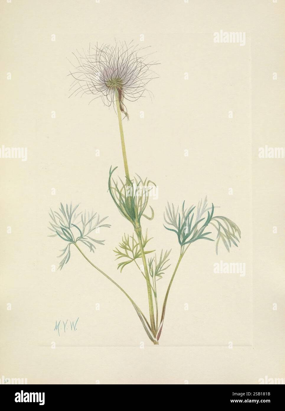 North American Wild Flowers Washington D.C. 1925 Botany North America ...