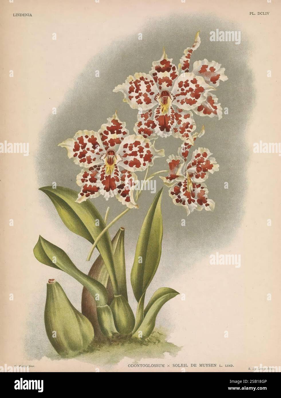 Lindenia Gand [Belgien] Impr. F. Meyer-van Loo 1885-1906 Klassifizierung Reiseführer Identifikation Nomenklatur populäre Nomenklatur Orchidaceae Orchideen Bildwerke Terminologie Blumen Stiele Blätter, eine komplizierte Illustration zeigt eine Gruppe von Odontoglossum x Sorell de Muyzen Orchideen, die ihre einzigartigen gefleckten Blütenblätter in leuchtenden Creme-, Burgunderrot- und tiefroten Tönen präsentieren. Die zarten Blüten befinden sich auf kräftigen grünen Stängeln, die sich anmutig nach oben biegen, eingerahmt von breiten, üppigen Blättern, die aus einer robusten Basis hervorgehen. Das detaillierte Rendering hebt die komplizierten Muster auf dem pe hervor Stockfoto