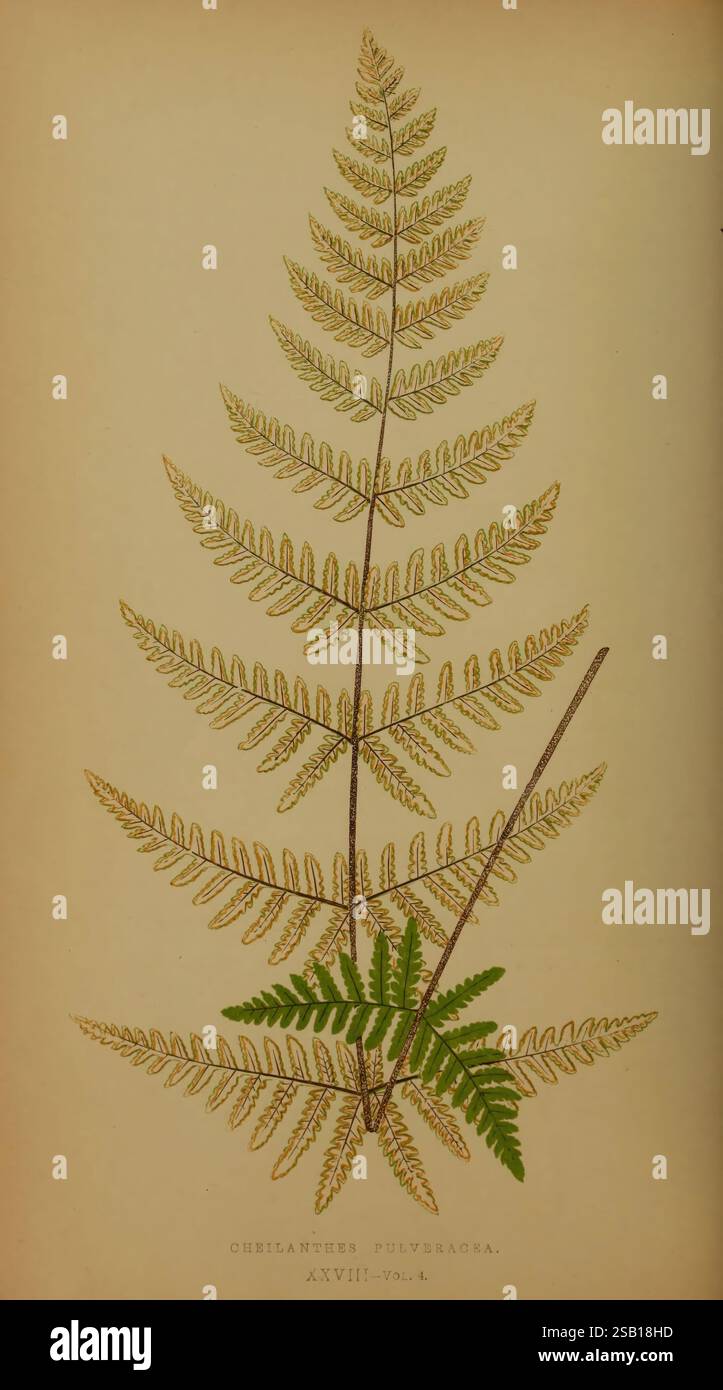 Farne: Britisch und exotisch V.4London,Groombridge and Sons,1856-60.FernsBotanyPlantsCheilanthespulveraceaAleuritopterisfarinosaFlourycloakfernEdward Joseph LoweAlexander Francis LyndonBenjamin Fawcett, eine detailreiche botanische Illustration des Chelanthes pulverulenta Farns. Das Kunstwerk zeigt die symmetrische Anordnung von zarten Wedel mit federnden Faltblättern, die sich allmählich nach außen verkleinern. Der zentrale Stiel ist markant, mit einer reichen Textur und subtilen Schattierungen verziert. Ein kleiner, kontrastierender Farn unten sorgt für ein visuelles Interesse und hebt Th hervor Stockfoto