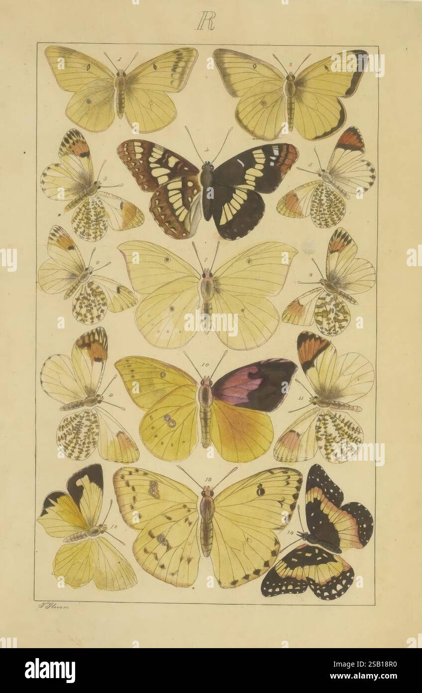 Schmetterlinge, Manuskript, [zwischen 1873 und 1883?], Schmetterlinge, Lebenszyklen, Manuskripte, Bildwerke, Insekten, Schmetterlinge, Eine Sammlung wunderschön illustrierter Schmetterlinge, die in einer organisierten Ausstellung angeordnet sind. Das Design zeigt verschiedene Arten und hebt ihre einzigartigen Flügelmuster und -Farben hervor. Jeder Schmetterling ist zur Identifizierung mit einer Nummer gekennzeichnet, die es den Zuschauern ermöglicht, die Vielfalt in Größe, Form und Farbe zu erkennen. Der Hintergrund ist neutral und lenkt die Aufmerksamkeit auf die komplizierten Details der Schmetterlinge, einschließlich ihrer zarten Texturen und lebendigen Markierungen. Diese Kompilierung Stockfoto