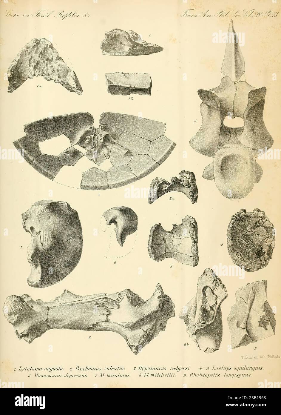 Synopsis der ausgestorbenen Batrachia, Reptilia und Aves of North America, Philadelphia, McCalla & Stavely, 1869. Fossile Wirbeltiere, Fossilien von Vögeln, Fossilien von Reptilien, Fossilien von Amphibien, Fossiliengeschichten, eine detaillierte Abbildung zeigt verschiedene Skelettstrukturen, einschließlich Wirbel und andere Knochenfragmente. Die Artikel sind nummeriert, was ein Klassifizierungssystem angibt. Jedes Exemplar ist detailreich und hebt Merkmale wie Gelenkflächen, Foramina und Krümmung hervor. Die Illustration dient als wissenschaftliche Referenz, die sich wahrscheinlich auf die vergleichende Anatomie oder Paläontologie bezieht Stockfoto