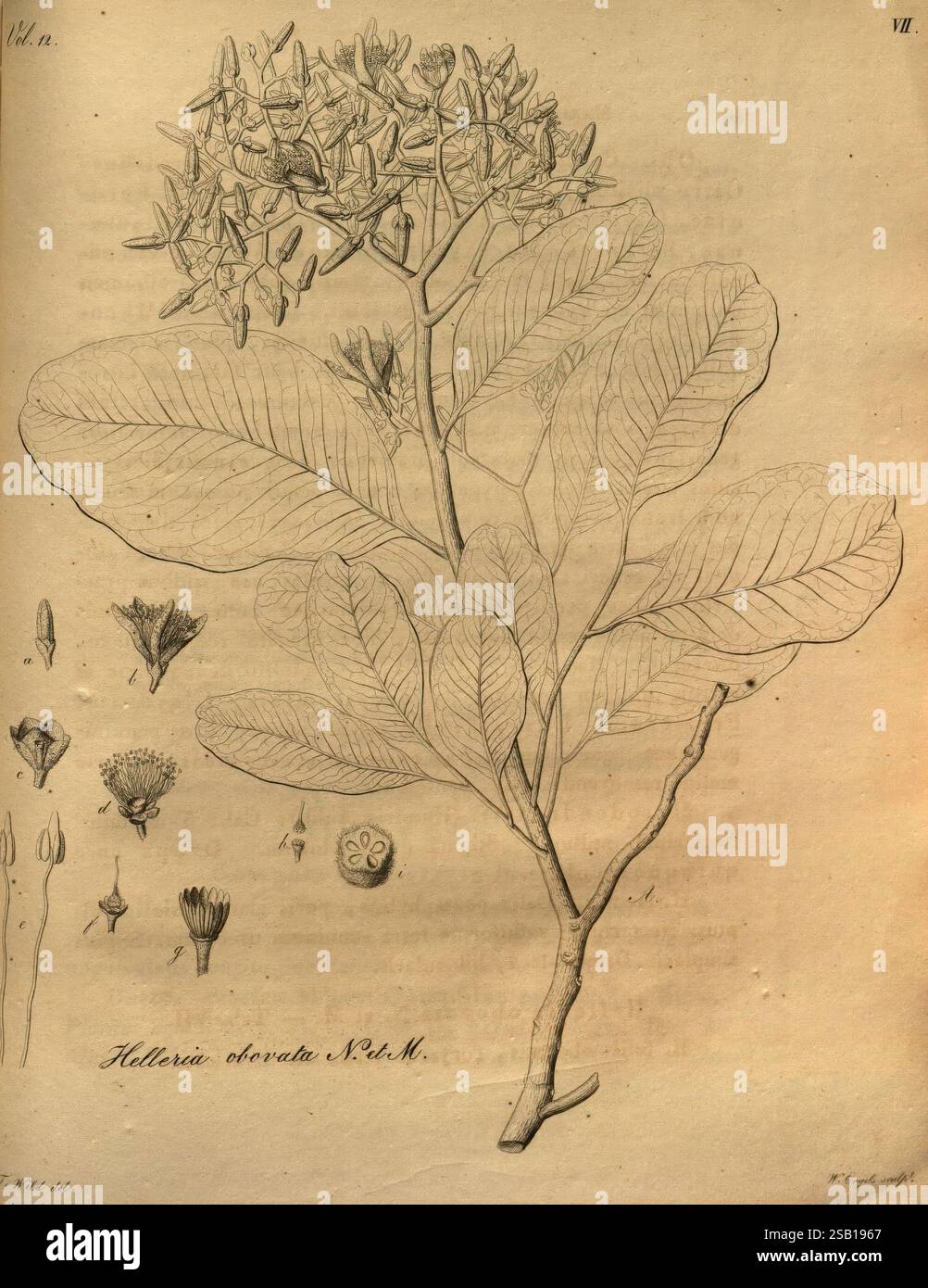 Beitrag zur Flora Brasiliens, Bonnae (Bonn), s.n, 1823-1824, Brazil, Pflanzen, farblos, Kupferstich, Grafikmedien, 1823-24, diese botanische Illustration zeigt eine detaillierte Darstellung der Helleria obovata Pflanze. Im Mittelpunkt steht ein wunderschön gestalteter Stiel, der mit breiten, obovigen Blättern verziert ist. Die Blätter weisen eine glatte Textur und ausgeprägte Adern auf, die ihre natürliche Form zeigen. Um die Hauptpflanze herum werden verschiedene Skizzen von Blumen dargestellt, die verschiedene Stufen und Perspektiven hervorheben, einschließlich Ansichten von der Seite und von oben. Jede Komponente ist akribisch beschriftet, Empha Stockfoto