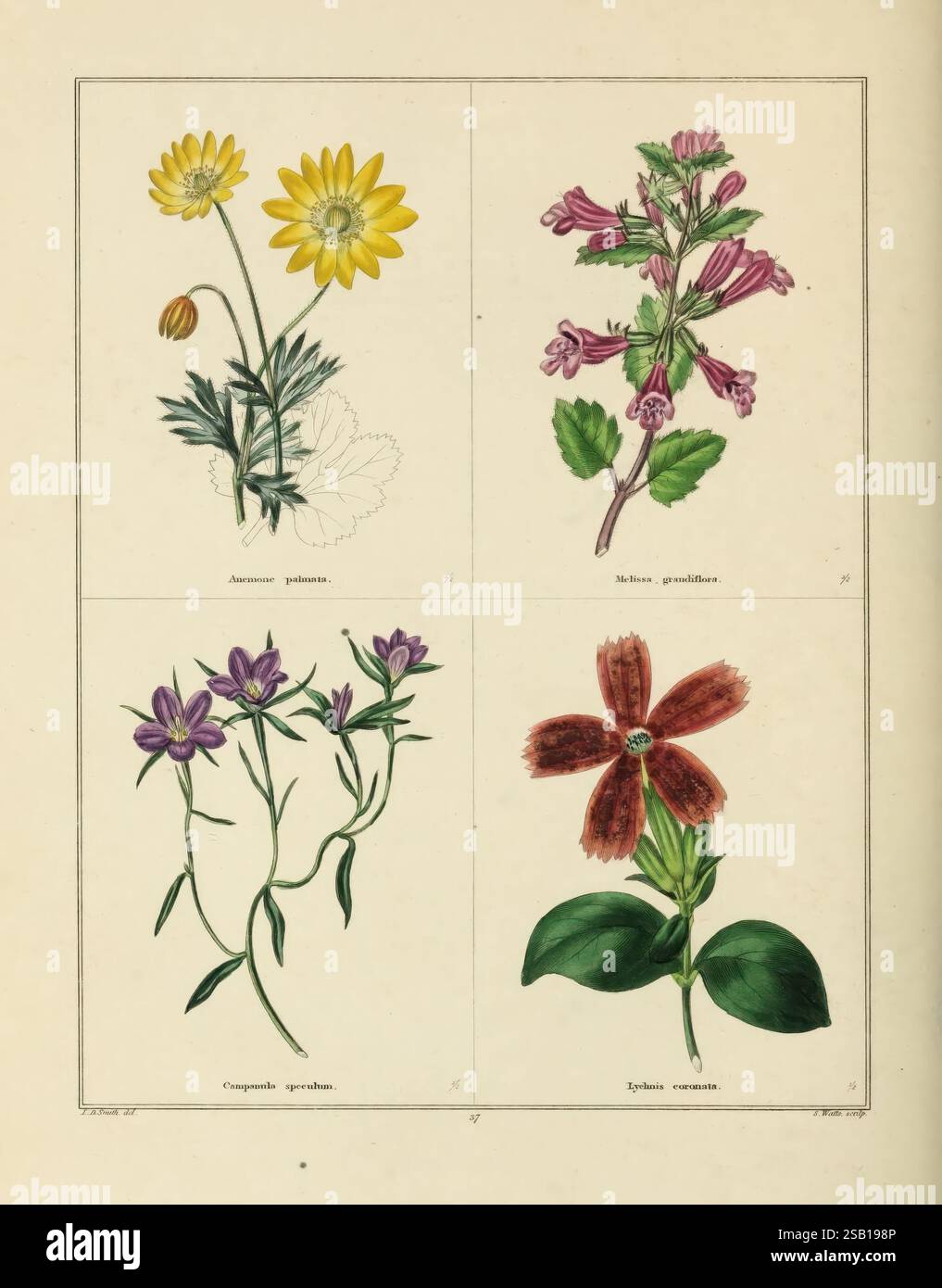 The Botanic Garden, London, Simpkin & Marshall, 1825, Botanik, Blumenzucht, Blumen, Großbritannien, malerische Werke. diese Illustration zeigt vier verschiedene Blumenarten, jede wunderschön mit Liebe zum Detail dargestellt. Die obere linke Ecke zeigt eine leuchtend gelbe Blume mit zarten Blütenblättern und einer abgerundeten Mitte, begleitet von grünem Laub. Nebenan, oben rechts, ist eine Gruppe von komplizierten rosa Blüten mit röhrenförmigen Formen und verzierten Merkmalen abgebildet, die wahrscheinlich ihre einzigartige Struktur zeigen. Unten links ist ein Arrangement violetter Blüten mit schmalen Stielen, Stockfoto
