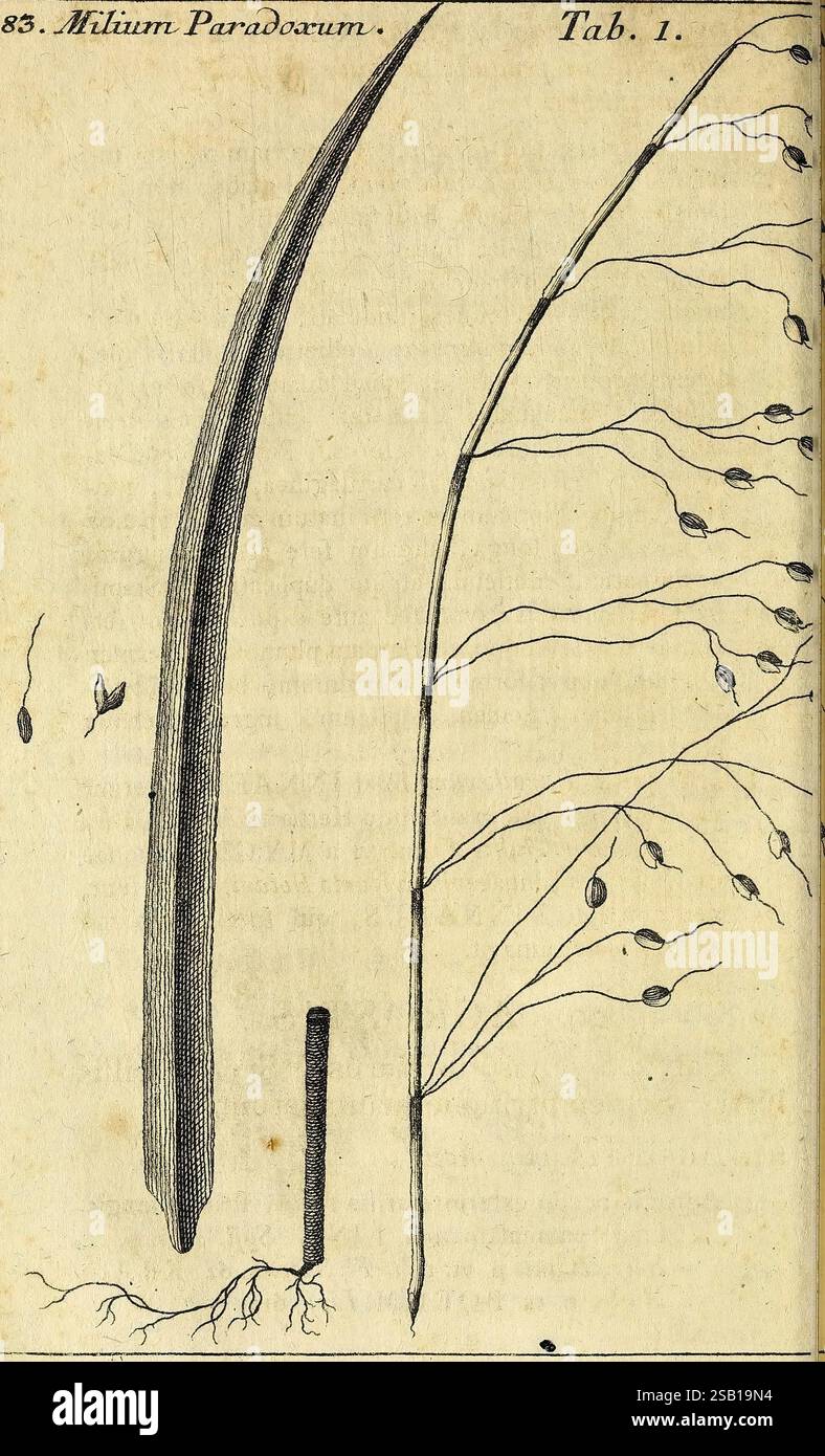Ioannis Antonii Scopoli Flora Carniolica [Wien] Impensis Ioannis Pauli Krauss, bibliopolae Vindobonensis 1772. österreich, Botanik, kärnten, carniola, Ohrenarbeiten, Stiche, slowenien, Pflanze, Joseph rein, Milium paradoxum, eine Illustration mit „Milum paradoxum“, die zwei unterschiedliche Aspekte des Exemplars zeigt. Auf der linken Seite erstreckt sich eine lange, schlanke Struktur, die wahrscheinlich eine Wurzel oder einen Stamm darstellt, senkrecht und zeigt ihre langgezogene Form. Die rechte Seite weist eine Verzweigungsstruktur mit kleineren, blattförmigen Elementen auf, die möglicherweise auf Wachstum oder Reproduktion hinweisen. Die detaillierten Etiketten und das Gestell Stockfoto