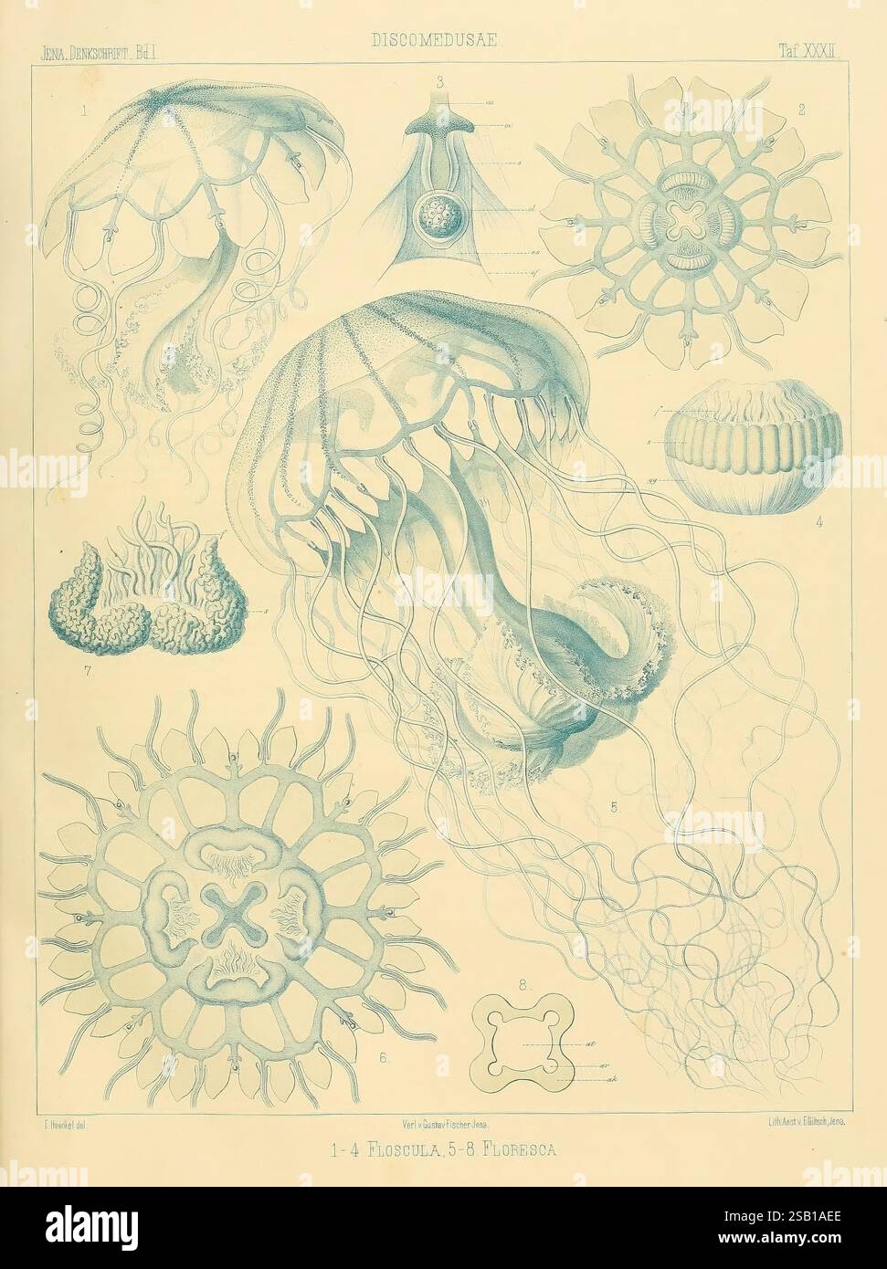 Monographie, der, Medusen, Jena, G, Fischer, 1879-1881., die Illustration zeigt eine Vielzahl von Quallenarten, die ihre komplexen und vielfältigen Formen hervorheben. Im Zentrum der Zusammensetzung steht eine große Qualle mit fließenden Tentakeln, die neben mehreren kleineren Organismen dargestellt wird. Jedes Exemplar ist akribisch detailliert und betont die empfindlichen Strukturen ihres Körpers. Um die zentrale Qualle herum befinden sich zusätzliche Zeichnungen, die verschiedene Stadien oder Typen zeigen, mit Anmerkungen, die wissenschaftliche Informationen liefern. Das Gesamtlayout spiegelt eine Untersuchung der Meeresbiologie wider, die den erfasst Stockfoto
