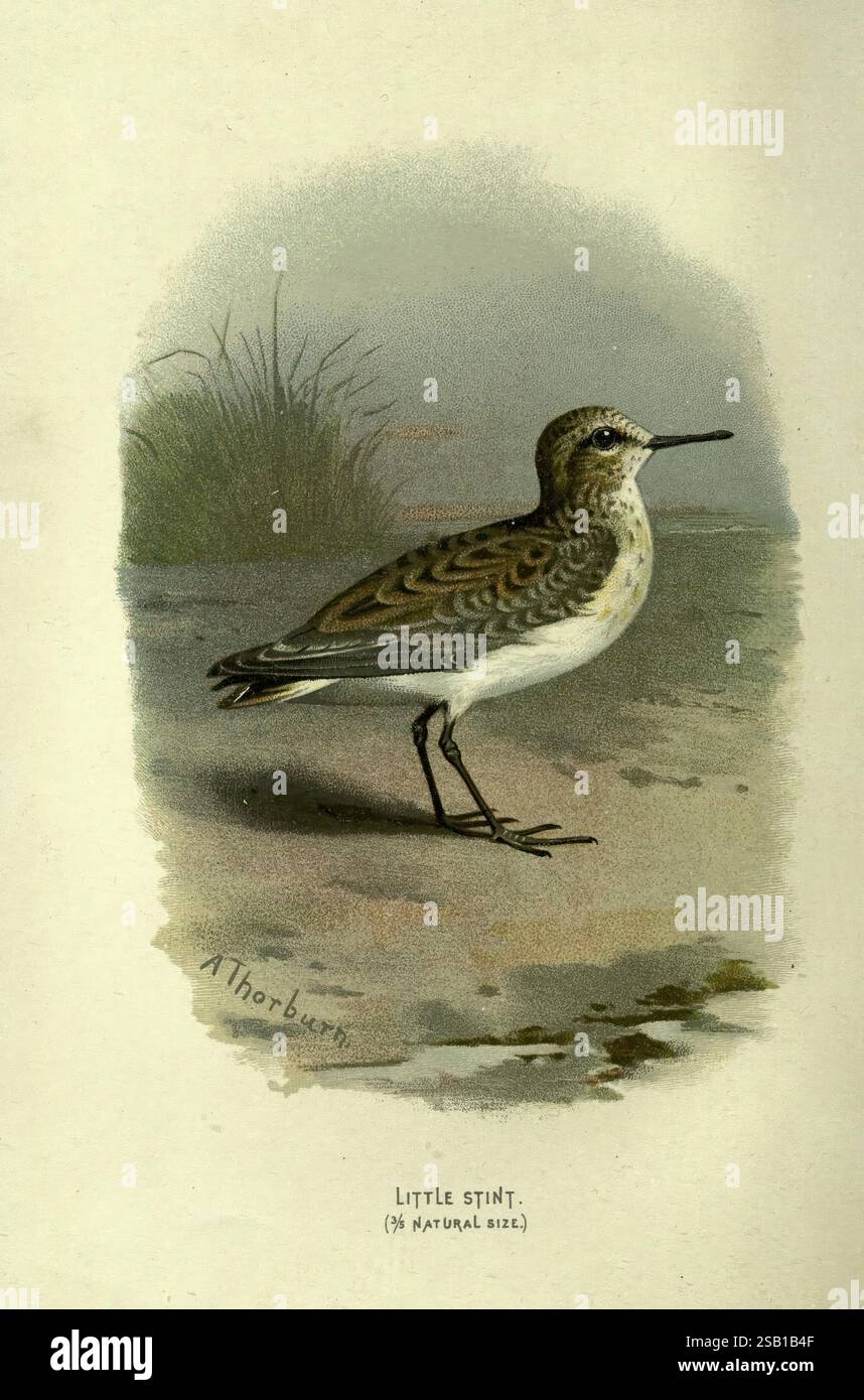 Bekannte Wildvögel, London, New York, Cassell, 1883, Vögel, Wörterbücher, Bildwerke, Calidris minuta, kleiner Stint, Ornithologie, Walter's Waysland, Archibald Thorburn, Ein zarter kleiner Stint steht bereit und zeigt seine schlanke Form und sein subtiles Gefieder. Der Vogel hat eine Mischung aus Braun- und Weißtönen, die sich sanft mit seiner Umgebung verschmelzen. Seine perligen Augen sind scharf und neugierig, während der lange, dünne Schnabel perfekt geeignet ist, um in den Boden nach Essen zu suchen. Im Hintergrund ist ein Hauch von grasbewachsenem Lebensraum zu sehen, der diesem Vogelwesen einen natürlichen Kontext verleiht. Der Titel enthält den Stockfoto