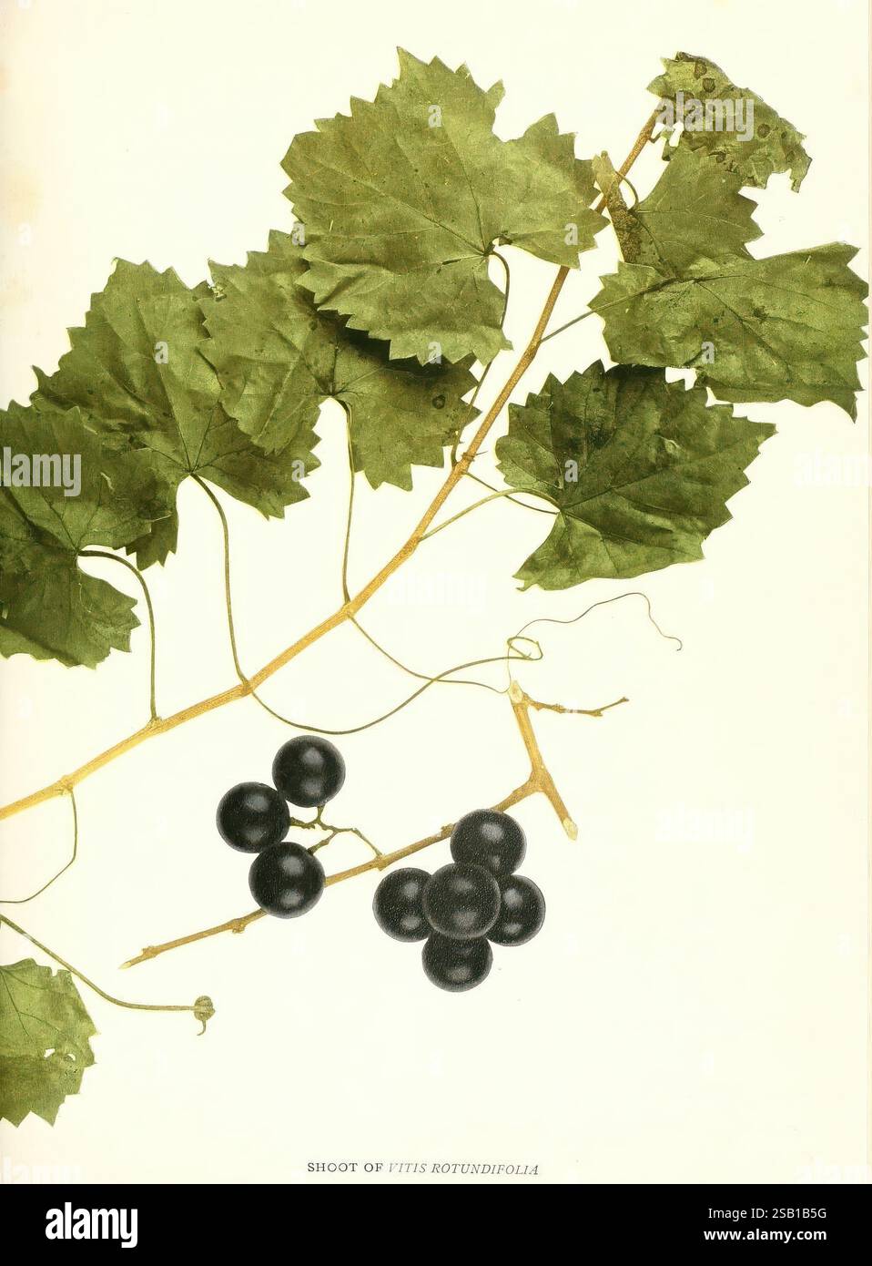 Die Trauben von New York, Albany, Lyon, 1908, New York State, Weinbau, Vitis, Shoot, Shoot of Vitis rotundifolia, Eine detaillierte botanische Illustration, die einen Rebzweig der Vitis rotundifolia, allgemein bekannt als Muskadine-Traube, zeigt. Die Komposition besteht aus einer Gruppe von tiefschwarzen Trauben, die in einer Gruppe hängen, begleitet von leuchtend grünen Blättern, die ihre komplexen Formen und Texturen zeigen. Die Blätter weisen eine Mischung aus Reifen und jüngeren Formen auf, was die Vielfalt in Größe und Kantenmuster unterstreicht. Das Gesamtkonzept betont die natürliche Schönheit der Weinrebe und konzentriert sich auf den satten Kontrast Stockfoto