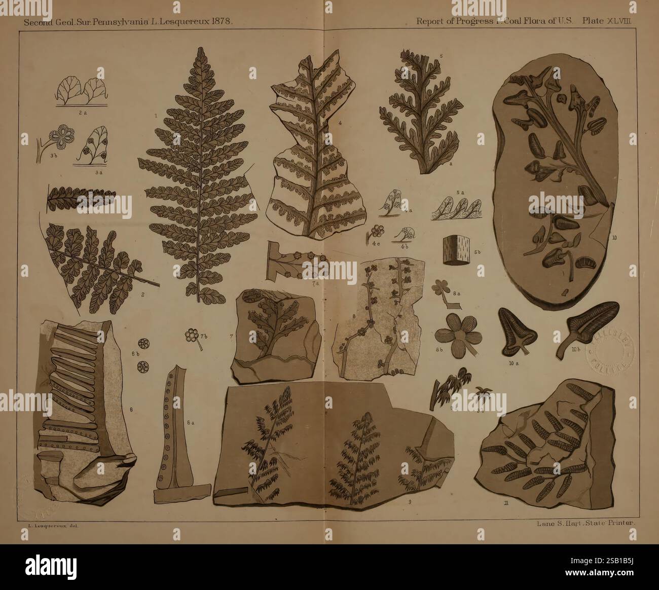 Beschreibung der Kohleflora der Karbonformation in Pennsylvania und in den Vereinigten Staaten Harrisburg, Board of Commissioners for the Second Geological Survey, 1879-84 Plants, Pennsylvania, Botanik, Fossils, diese Illustration zeigt eine Sammlung detaillierter botanischer Studien, die verschiedene Farne und Pflanzen zeigen, die im Zweiten Geologischen Survey von Pennsylvania von 1878 identifiziert wurden. Das Layout umfasst mehrere Arten, von denen jede sorgfältig mit entsprechenden Nummern beschriftet ist, um ihre charakteristischen Blattformen und -Strukturen hervorzuheben. Entlang Stockfoto