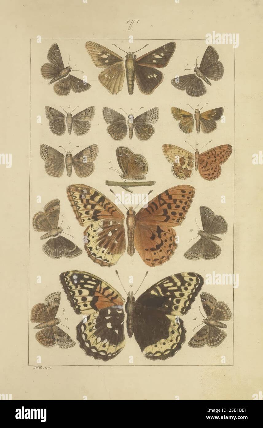 Schmetterlinge, Manuskript, [zwischen 1873 und 1883?], schmetterlinge, Lebenszyklen, Manuskripte, Bildwerke, Insekten, Schmetterlinge, die Illustration zeigt eine Vielzahl von Schmetterlingen, die sorgfältig in einem organisierten Layout angeordnet sind. In der Mitte zeigt ein großer, lebendiger Schmetterling komplizierte Muster in Orange, Schwarz und Creme, die seine markanten Flügel hervorheben. Um dieses prominente Exemplar herum befinden sich mehrere kleinere Schmetterlinge, die eine Vielfalt von Formen und Farben zeigen, einschließlich Braun, Braun und gedämpftem Gelb. Jeder Schmetterling ist detailliert und fängt die einzigartigen Muster und Texturen ihrer Flügel ein. Stockfoto