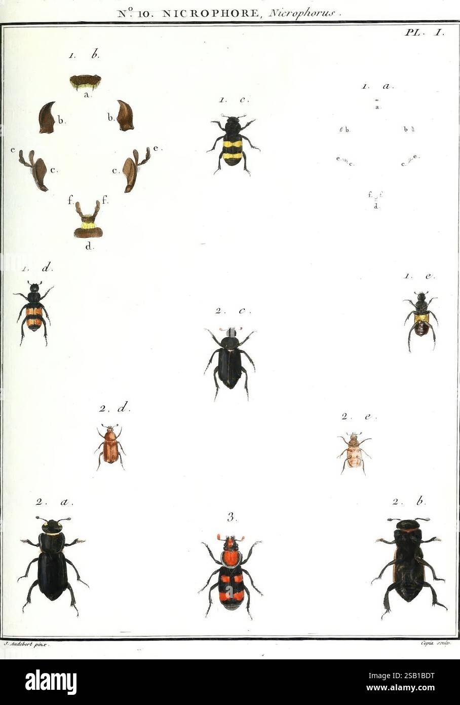 Entomologie ou Histoire naturelle des Insectes, Paris, Imp. Baudouin, 1789-1807, Insekten, Käfer, Französisch, die Abbildung zeigt eine detaillierte Untersuchung verschiedener Käferarten aus der Gattung Nicrophore. Jede Probe ist mit einem entsprechenden Buchstaben oder einer entsprechenden Nummer versehen, um die Identifizierung und den Vergleich zu erleichtern. Das Design bietet mehrere Winkel und Ansichten der Käfer, einschließlich ihrer unterschiedlichen physikalischen Eigenschaften wie Größe, Farbmuster und Anhängen. Diese wissenschaftliche Darstellung hebt die Vielfalt und Komplexität dieser Insekten hervor und betont ihre einzigartigen Merkmale innerhalb der Insekten Stockfoto
