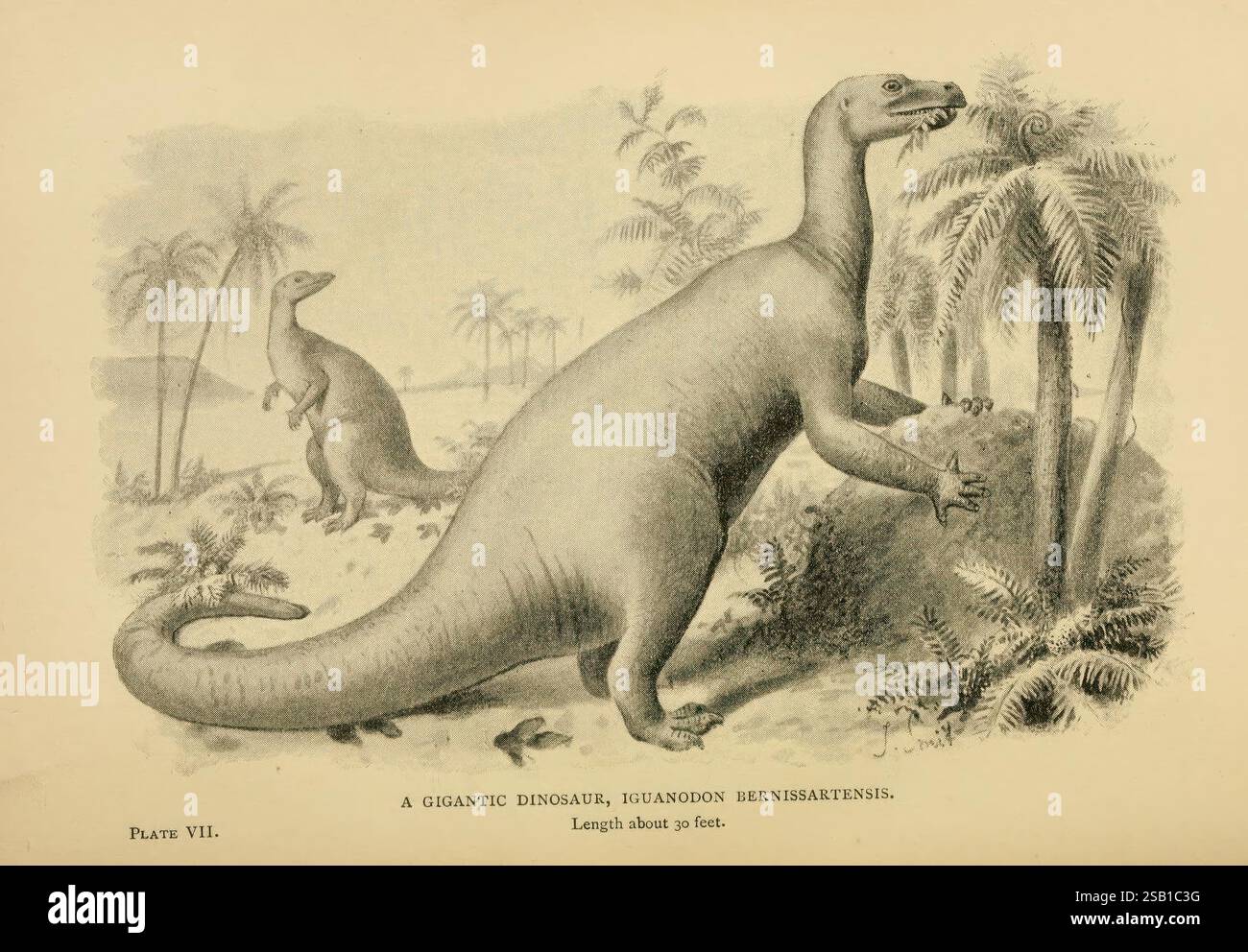 Ausgestorbene Monster London Chapman & Hall 1896 ausgestorbene Tiere Paläontologie Iguanodon bernissartensis Joseph Smith 7, die Szene zeigt zwei Dinosaurier in einer prähistorischen Landschaft, die von üppiger Vegetation und palmenartigen Bäumen geprägt ist. Der größere Dinosaurier, der als Iguanodon bernissartensis identifiziert wird, steht deutlich und zeigt seinen langen Körper, seinen langen Schwanz und seine charakteristischen Daumenspitzen. Im Hintergrund beobachtet ein kleinerer Dinosaurier aus der Entfernung. Die Umgebung weist auf eine warme, tropische Umgebung hin, mit einem Gefühl von Dynamik, während die größere Kreatur sich mit ihrer Umgebung beschäftigt. Ein informatives Etikett Nr. Stockfoto