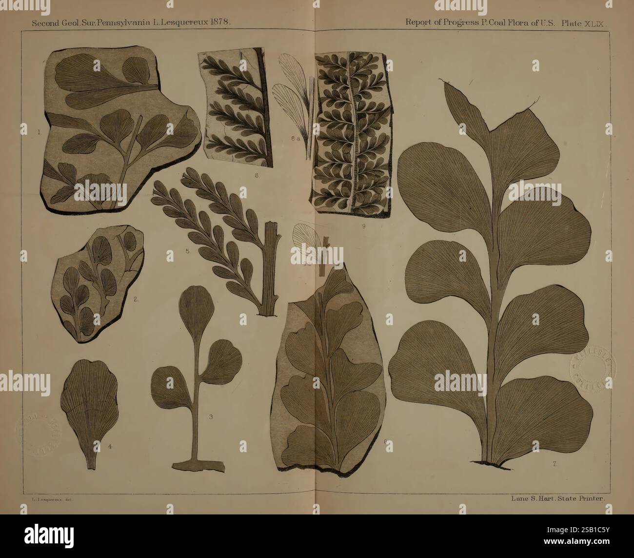 Beschreibung der Kohleflora der Carbonformation in Pennsylvania und in den Vereinigten Staaten Harrisburg Board of Commissioners for the Second Geological Survey 1879-84 Plants Pennsylvania Botany Fossils Carboniferous Paleobotany Fossils die Illustration zeigt eine Sammlung botanischer Skizzen, die verschiedene Arten von Blattpflanzen und Algen darstellen. Jedes Exemplar ist nummeriert und zeigt komplizierte Details der Blätter, die ihre einzigartigen Formen und Texturen hervorheben. Das Arrangement umfasst sowohl einfache als auch komplexe Frondstrukturen, was die Vielfalt der Formen betont Stockfoto