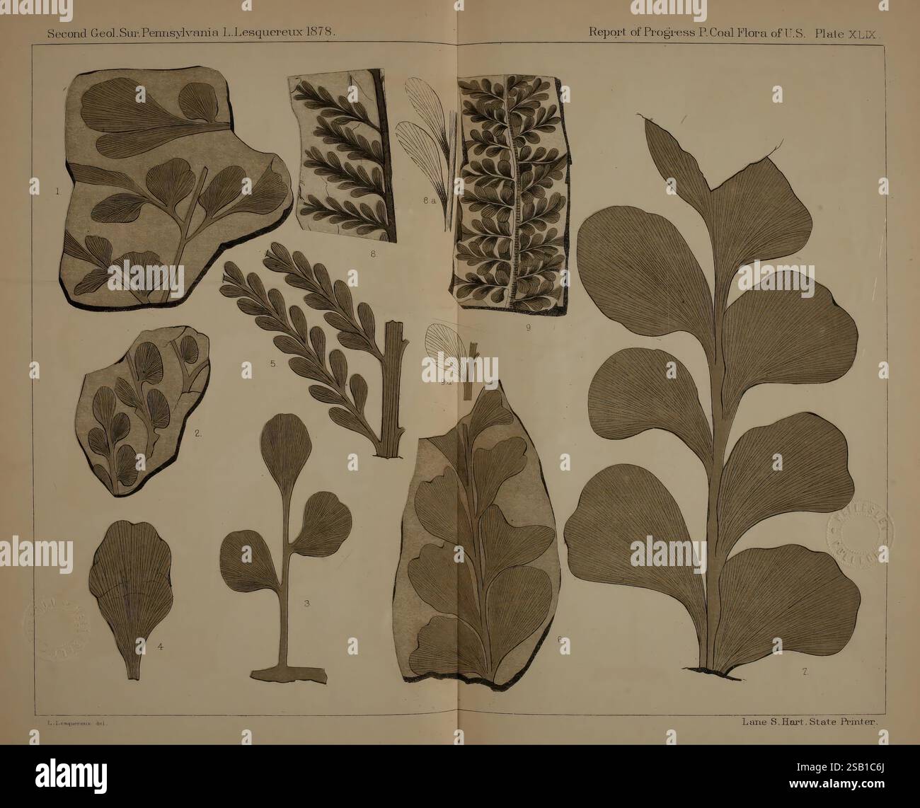 Beschreibung der Kohleflora der Carbonformation in Pennsylvania und in den Vereinigten Staaten Harrisburg Board of Commissioners for the Second Geological Survey 1879-84 Plants Pennsylvania Botany Fossils Carboniferous Paleobotany Fossils. Diese Illustration zeigt eine Sammlung botanischer Stiche, die verschiedene Arten von Algen zeigen. Jedes Exemplar ist sorgfältig mit Zahlen gekennzeichnet, die ihren jeweiligen wissenschaftlichen Namen entsprechen, was detaillierte Untersuchungen der Meeresflora veranschaulicht. Das Arrangement umfasst sowohl vereinfachte als auch aufwändig detaillierte Darstellungen, Highli Stockfoto