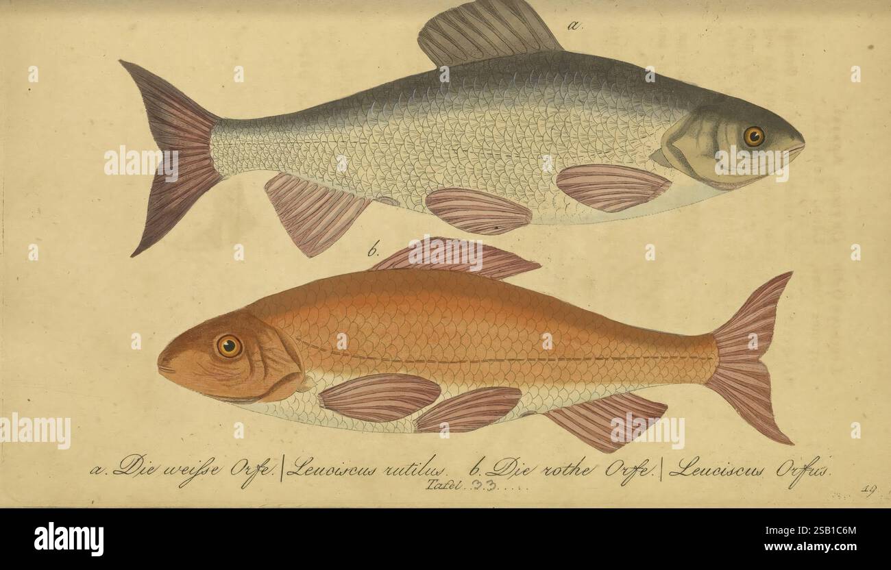 Fauna Boica, gemeinnützige Naturgeschichte der Thiere Bayerns, Nürnberg, Buchhandlung, 1834, Bayern, Fische, Deutschland, Bildwerke, Fische, die Abbildung zeigt zwei Fischarten, die jeweils horizontal dargestellt sind und ihre Besonderheiten zeigen. Der mit „A“ beschriftete obere Fisch zeichnet sich durch seine silbrigen Schuppen und seinen langen Körper aus, dessen subtile Schattierungen die Textur der Haut betonen, und ein auffälliges Auge, das mit einem Hauch von Gold glänzt. Der untere Fisch mit der Bezeichnung „b“ weist einen leuchtenden rötlich-braunen Farbton mit einem robusteren Körper und einer abgerundeten Form auf. Beide Fische sind vorsichtig Stockfoto