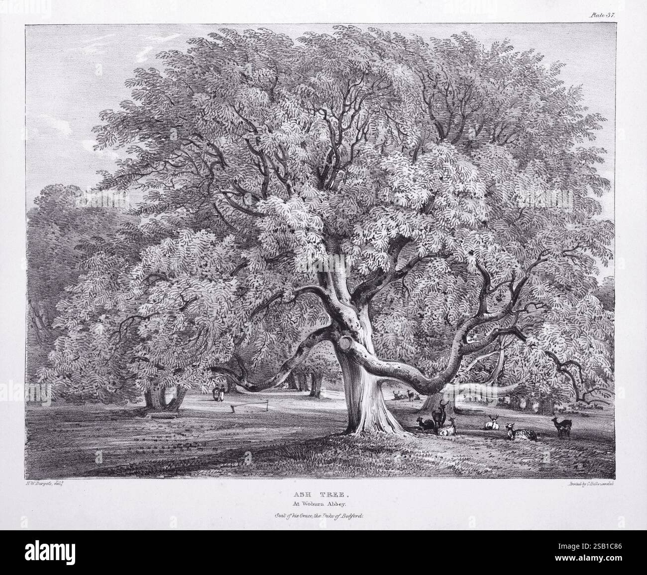 Eine Lithografie aus Eidodendron, einem 1827 erschienenen Buch von J. Dickins in London. Betrifft: Esche in der Abtei Woburn. Sitz seiner Gnaden, des Herzogs von Bedford. Stockfoto