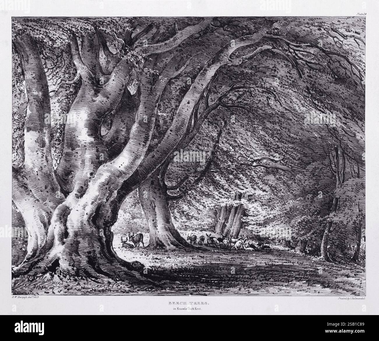 Eine Lithografie aus Eidodendron, einem 1827 erschienenen Buch von J. Dickins in London. Betrifft: Buchen im Knowle Park, Kent. Stockfoto