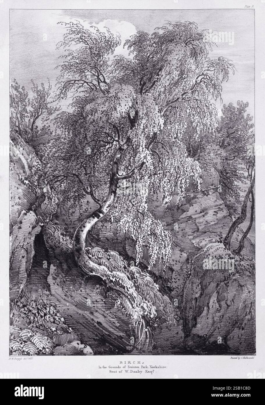 Eine Lithografie aus Eidodendron, einem 1827 erschienenen Buch von J. Dickins in London. Betrifft: Birke. Auf dem Gelände des Swinton Park, Yorkshire. Stockfoto