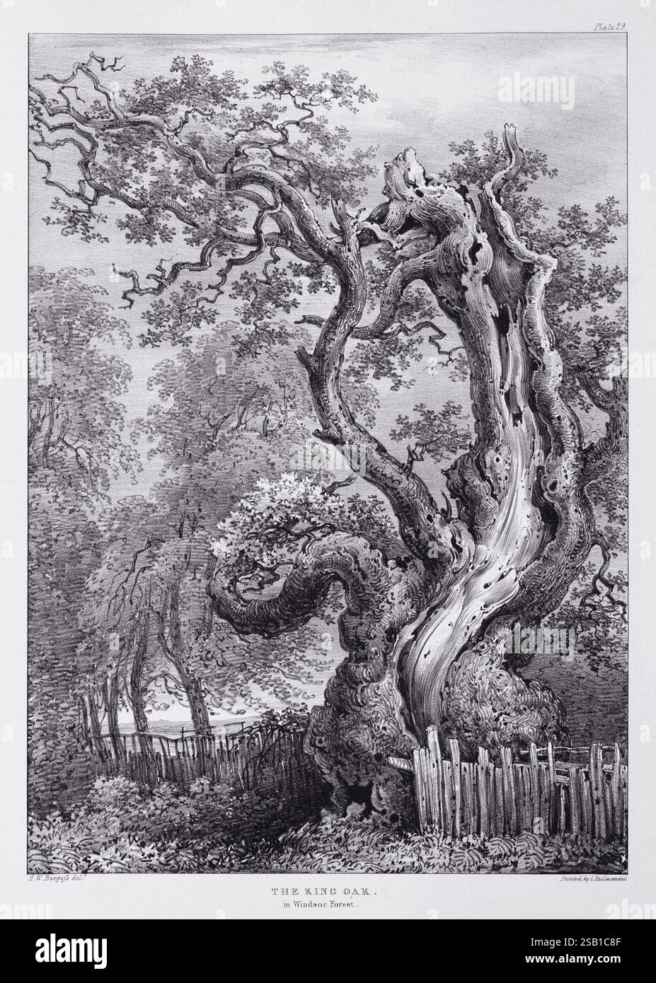 Eine Lithografie aus Eidodendron, einem 1827 erschienenen Buch von J. Dickins in London. Betrifft: Die King Oak im Windsor Forest. Die King Oak wurde von der Highland and Agricultural Society of Scotland als „die größte und älteste Eiche im Windsor Forest, „The King Oak“, beschrieben. Stockfoto