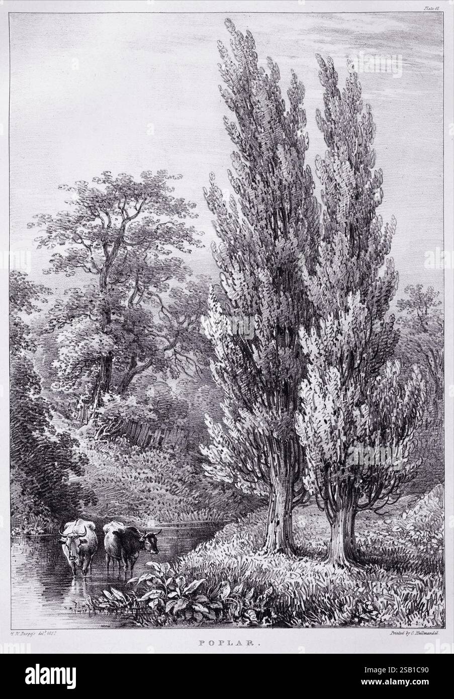 Eine Lithografie aus Eidodendron, einem 1827 erschienenen Buch von J. Dickins in London. Betrifft: Zwei Pappeln, die am Ufer eines flachen Baches wachsen, in dem zwei Kühe beim Waten zu sehen sind. Pappeln sind Laubbäume der Familie Salicaceae. Stockfoto