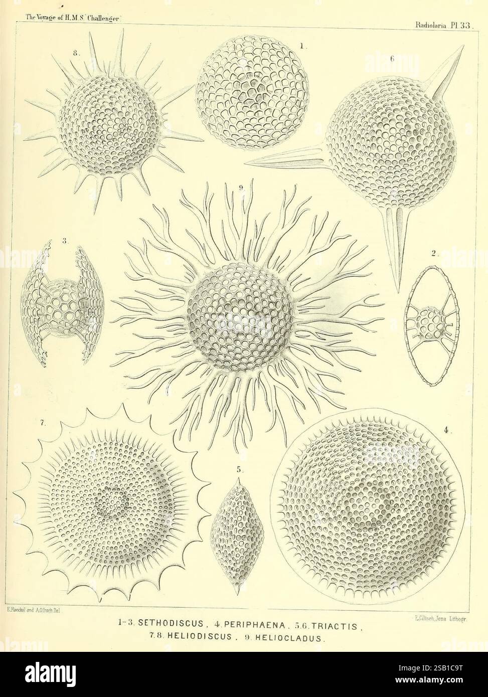 Report on the Scientific Results of the Voyage of H.M.S. Challenger in den Jahren 1873-76 unter dem Kommando von Captain George S. Nares Edinburgh, Neill, 1880–1895, zeigt die Illustration eine detaillierte Untersuchung verschiedener mikroskopischer Organismen und zeigt ihre komplexen Formen und Strukturen. Jede Probe ist nummeriert und beschriftet, wodurch einzigartige Merkmale wie Dorne, Muster und Gesamtformen hervorgehoben werden. Die Sammlung umfasst verschiedene Arten, die von gerundeten und geometrischen Formen bis hin zu Sternen reichen und die Komplexität und Schönheit mikroskopischer Lebensformen erfassen. Diese visuelle Aufzeichnung dient einem Stockfoto