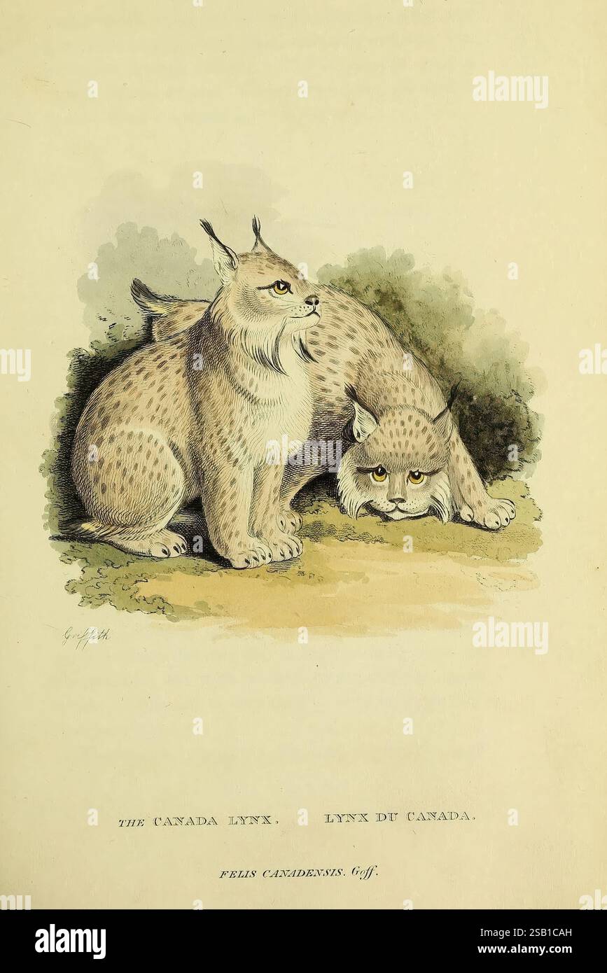 Allgemein, Besondere, Beschreibungen, Wirbeltiere, Tiere, London, Printed, Baldwin, Cradock, Joy, MDCCCXXI, [1821], Carnivora, Pictorial, Works, ein Paar Kanadas-Luchse ist in einer ruhigen natürlichen Umgebung dargestellt. Der erste Luchs steht stolz und zeigt seine markanten Tuftelohren und sein geflecktes Fell, während der zweite eng hockt und ein wachsames Verhalten zeigt. Beide Tiere zeigen ihre charakteristischen buschigen Schwänze und ausdrucksstarken Augen, die die elegante und doch kraftvolle Natur dieser wilden Katze verkörpern. Der Hintergrund zeigt eine sanfte, gedämpfte Landschaft, die die Luchse ergänzt und ihre Natur hervorhebt Stockfoto