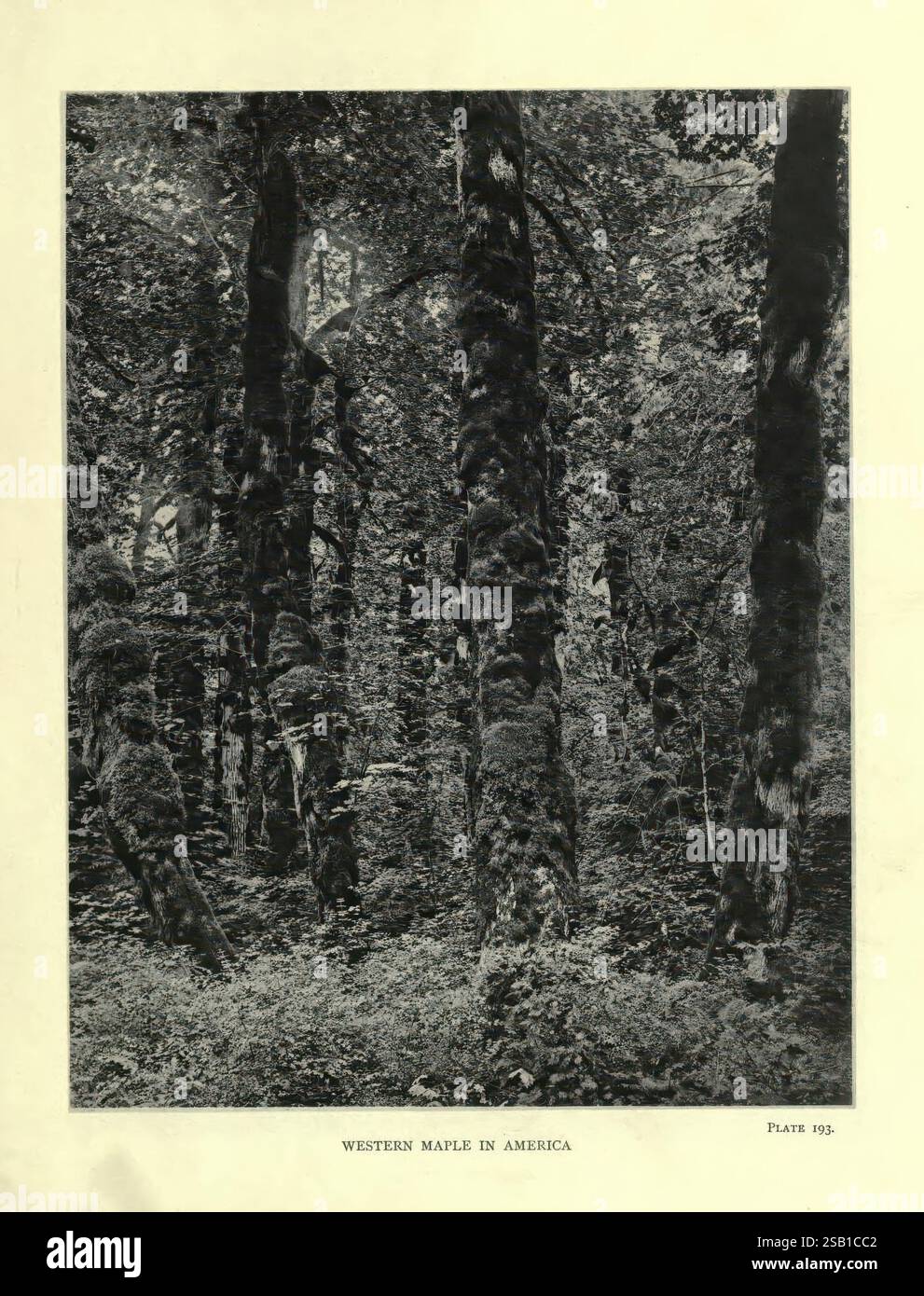 The, Trees, of, Großbritannien, &, Irland, Edinburgh, Priv, Print, 1906-13, Großbritannien, Irland, Trees, Eine dichte Waldszene zeigt eine Vielzahl von hoch aufragenden Bäumen, deren Stämme mit Flecken aus Flechten und Moos geschmückt sind. Das grüne Laub der Umgebung ist üppig und trägt zu einem Gefühl von Tiefe und Ruhe bei. Sonnenlicht filtert durch das Vordach und wirft schattige Schatten auf den Boden. Diese ruhige Landschaft unterstreicht die Schönheit der westlichen Ahornarten und unterstreicht ihre Bedeutung für die natürliche Umwelt. Die Komposition lädt zum Erkunden und zur Wertschätzung für das komplizierte ein Stockfoto